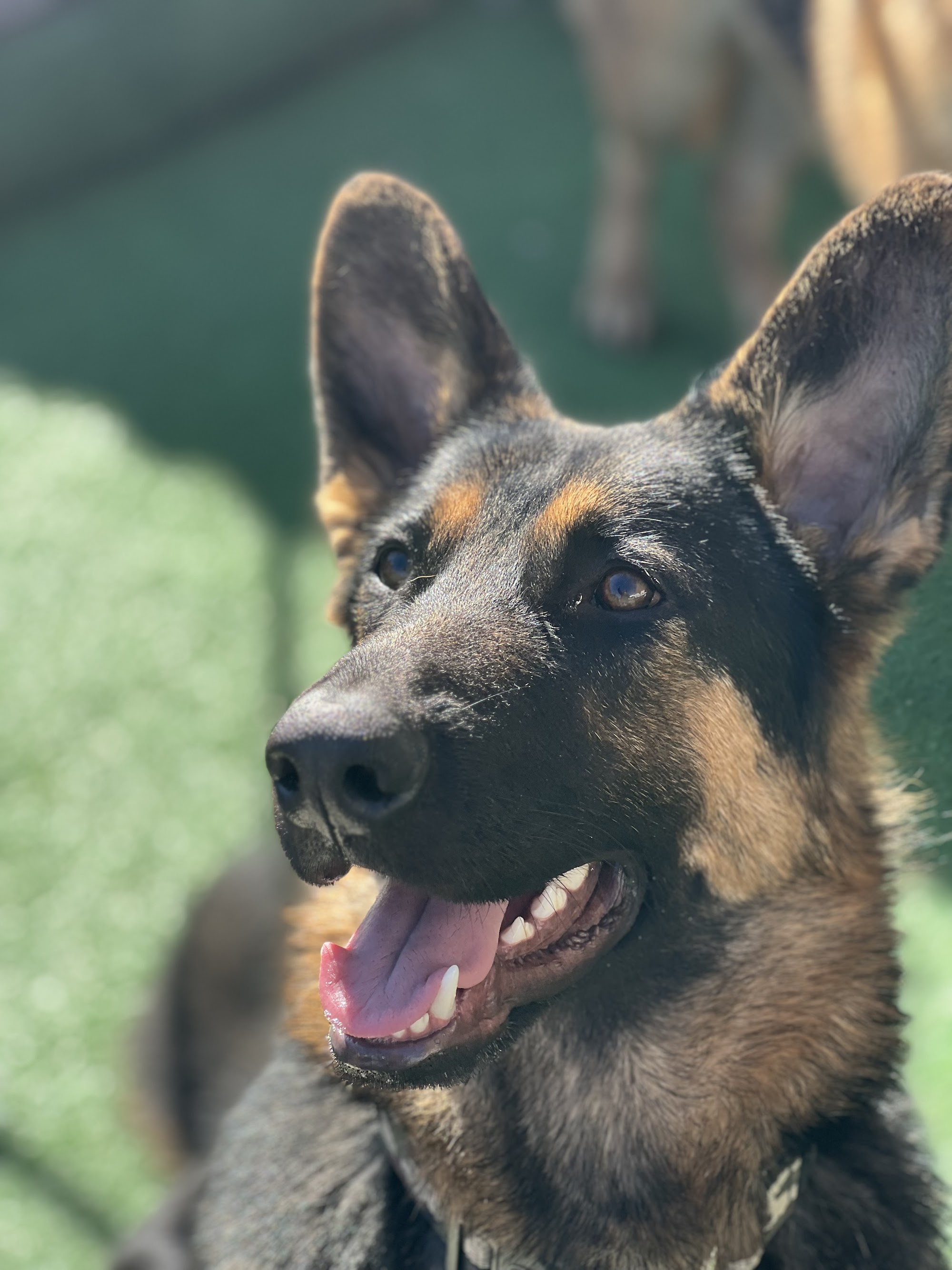 Fyshwick Doggy & Puppy Daycare