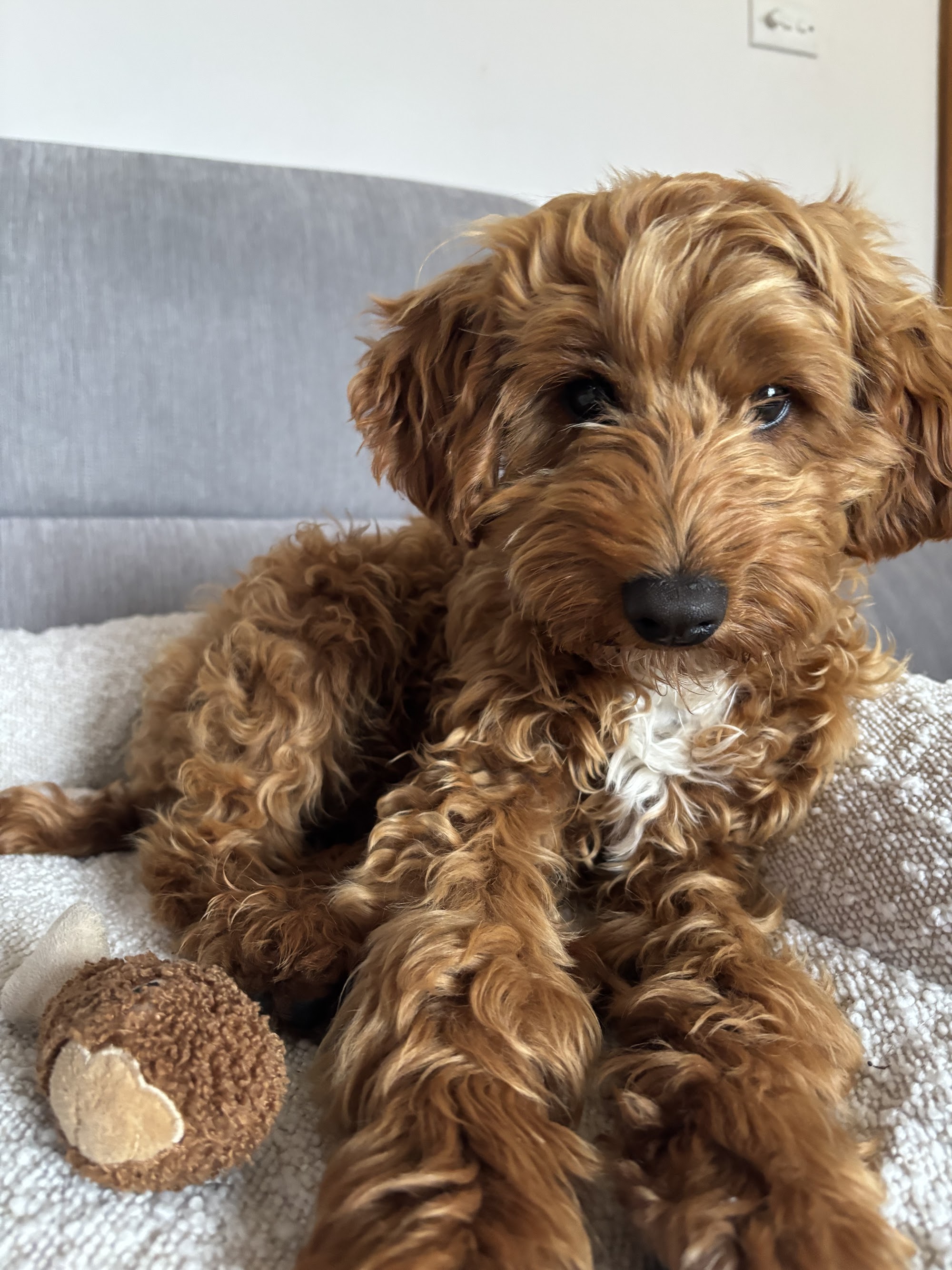 Fyshwick Doggy & Puppy Daycare