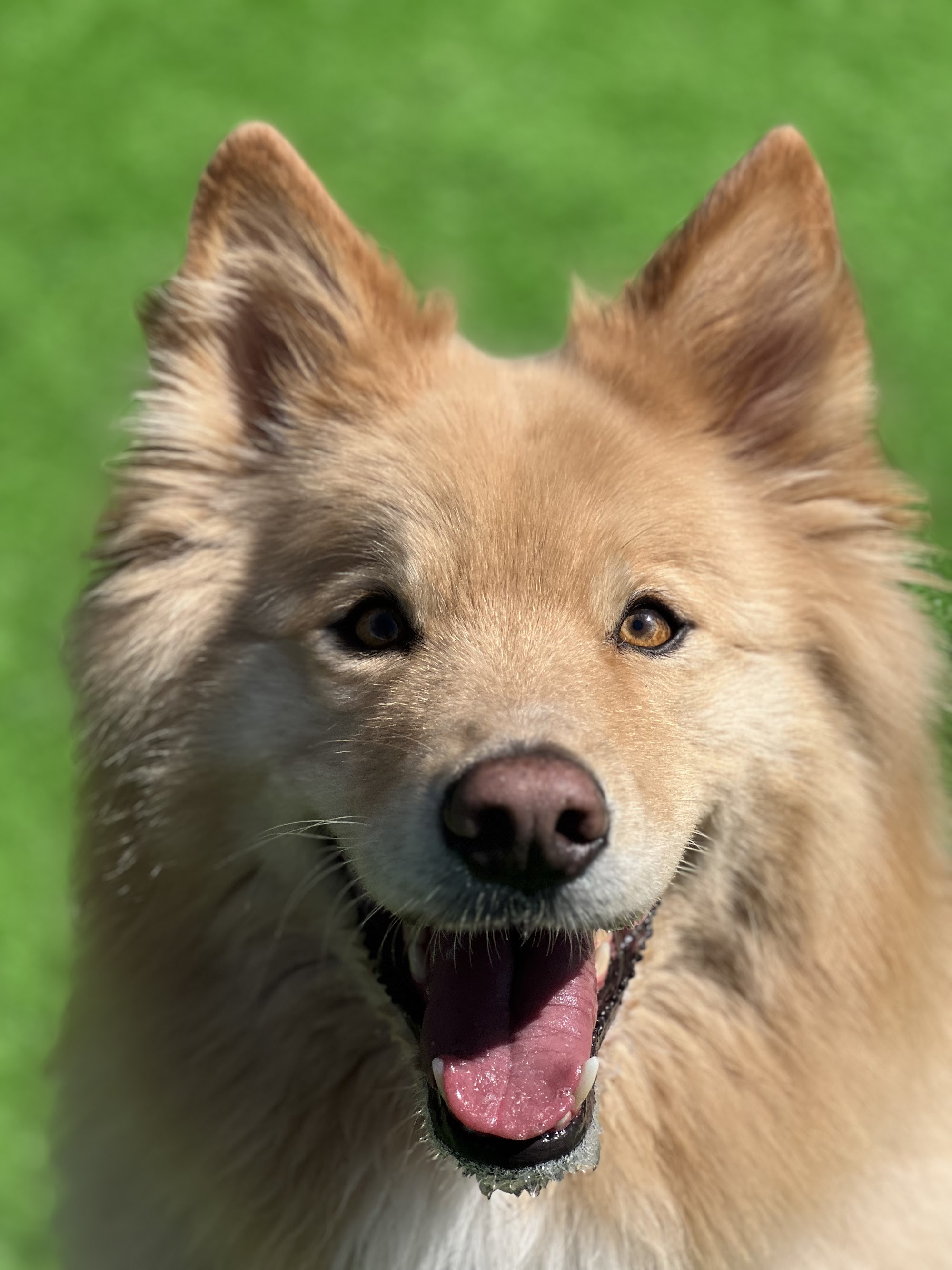 Fyshwick Doggy & Puppy Daycare
