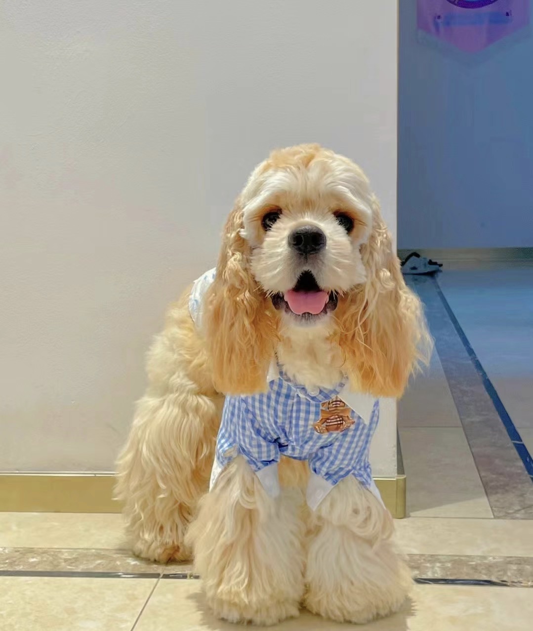 Adore Pet Grooming — Pet Groomers