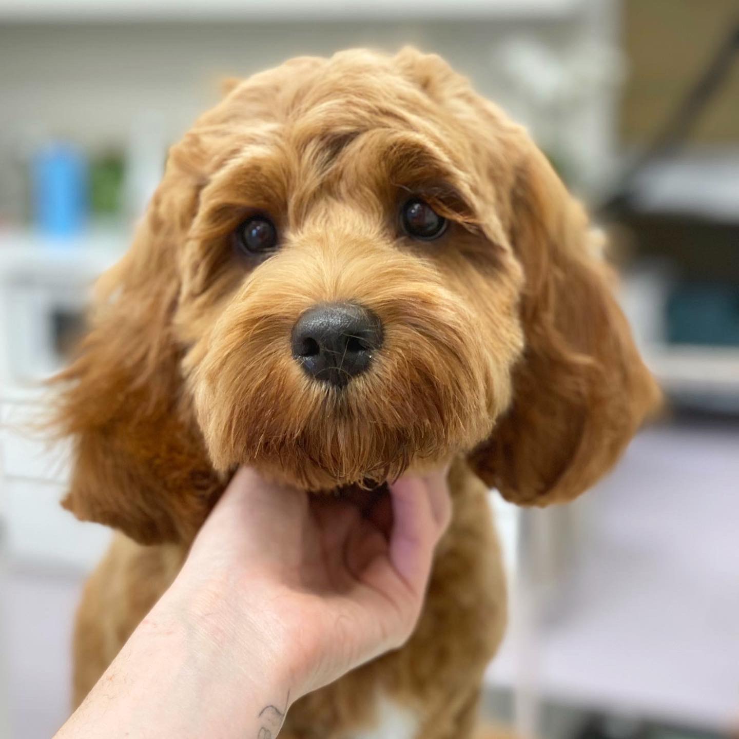 WOOOF Dog Grooming — Pet Groomers
