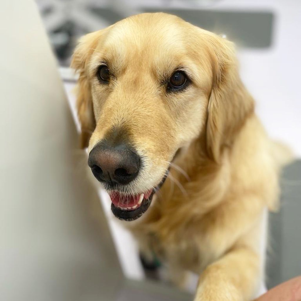 WOOOF Dog Grooming