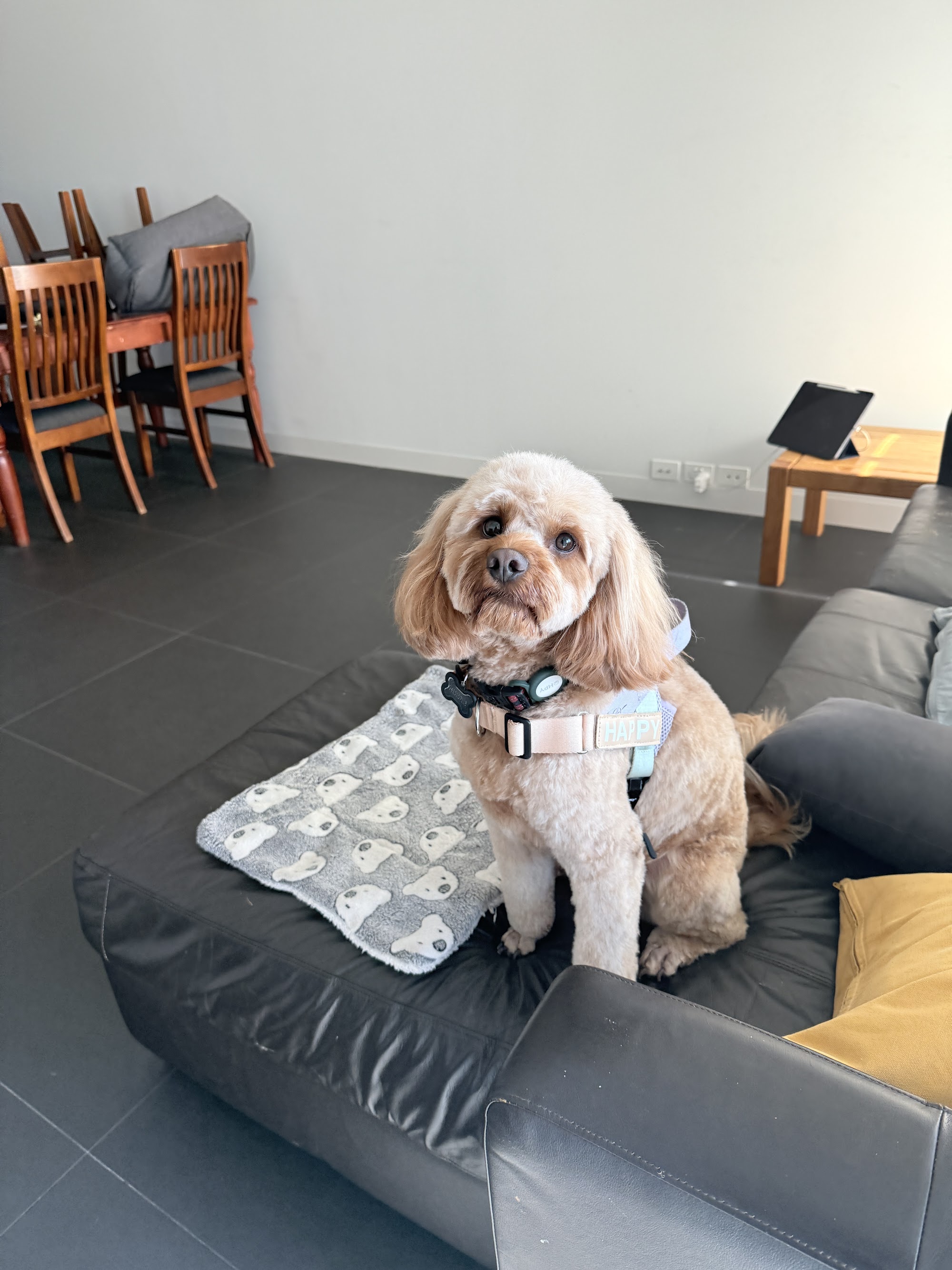 WOOOF Dog Grooming