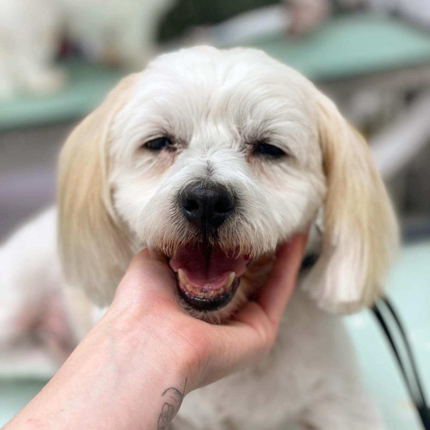 WOOOF Dog Grooming