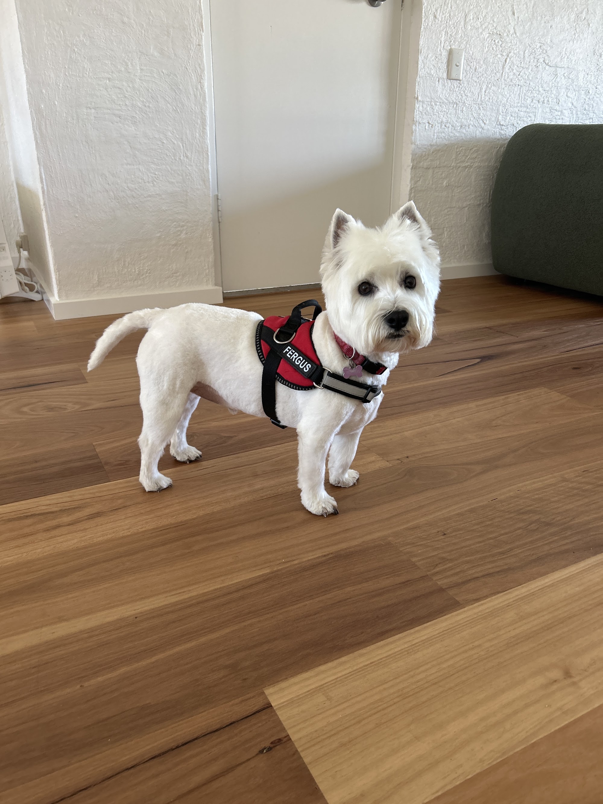 WOOOF Dog Grooming