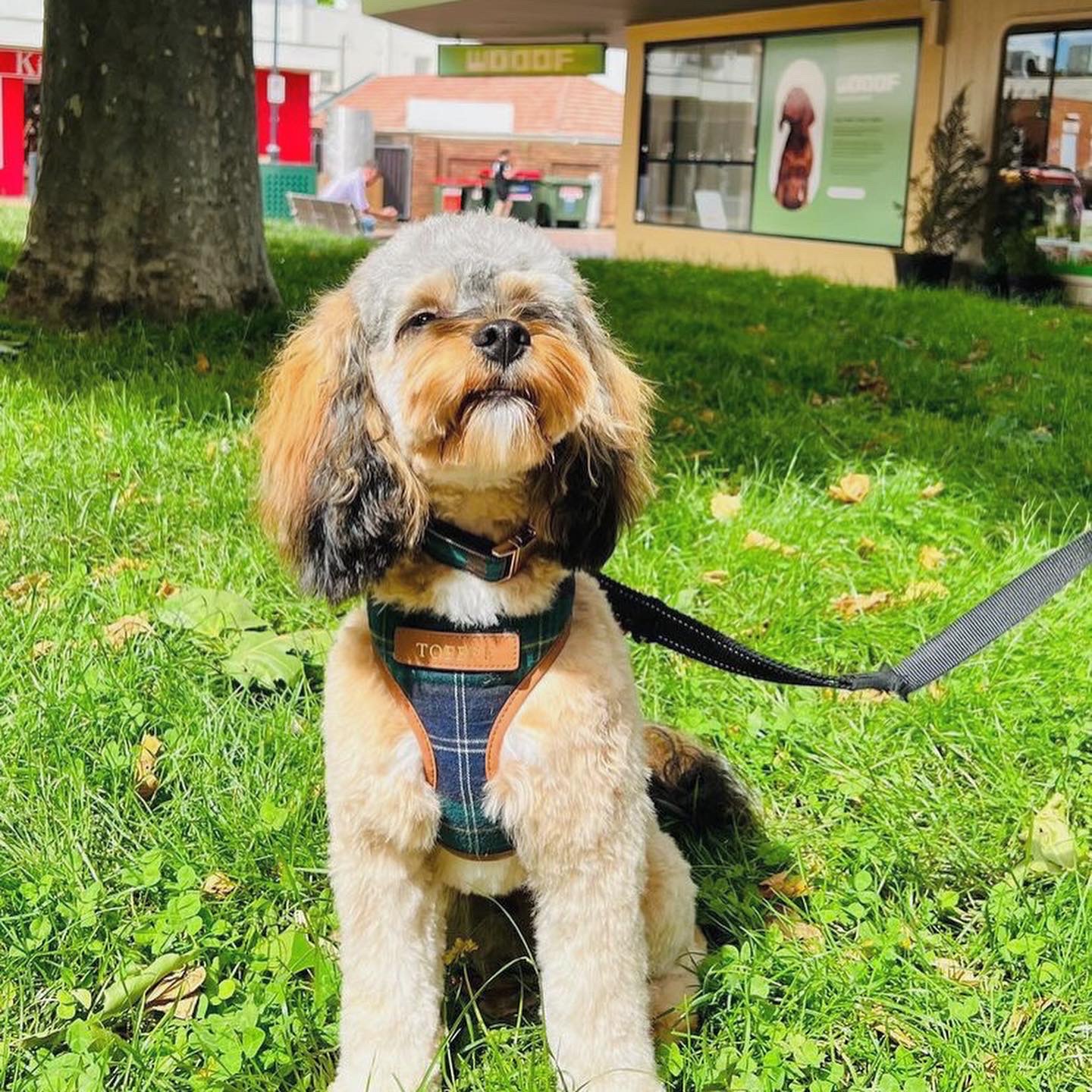 WOOOF Dog Grooming