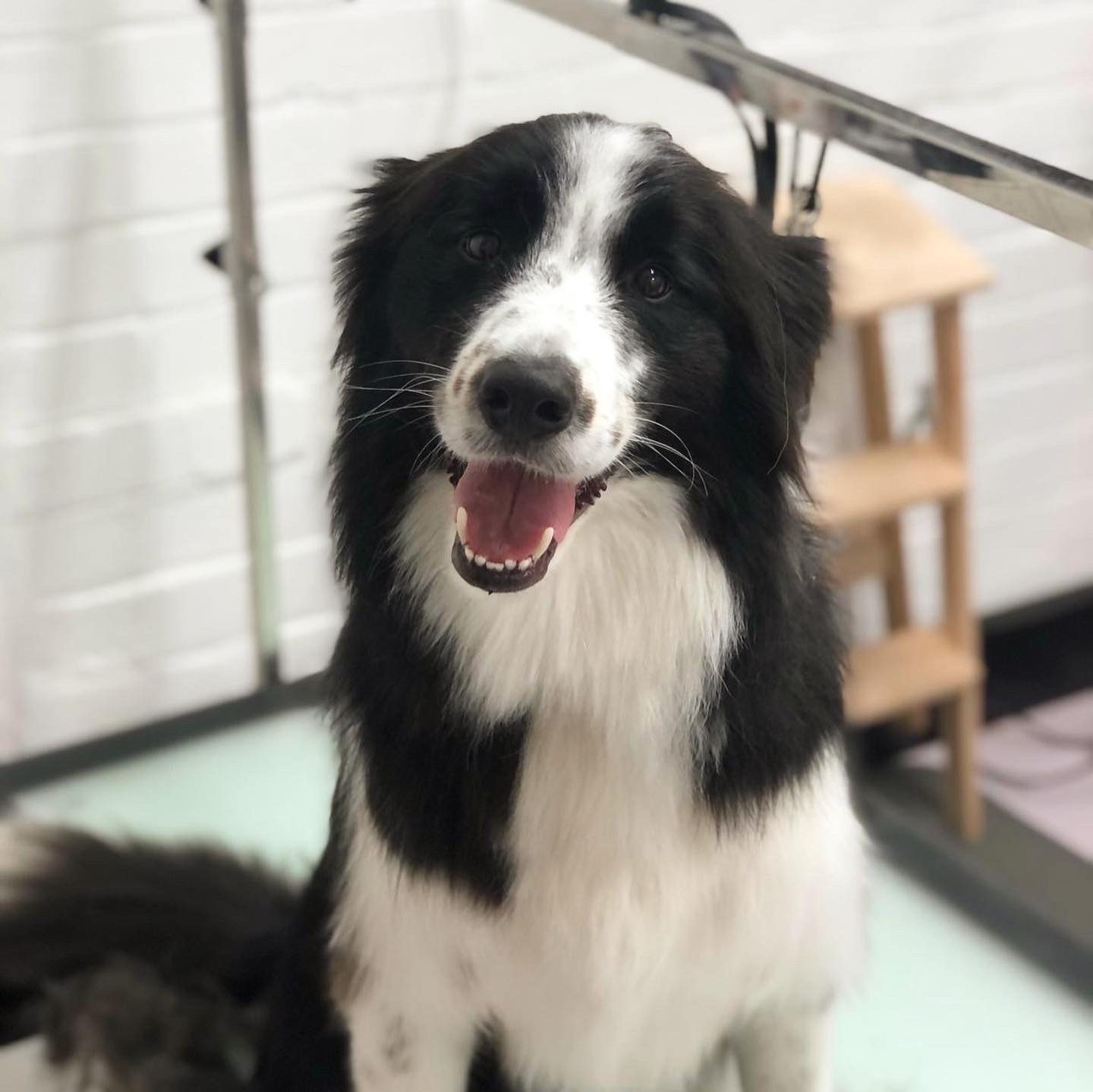 WOOOF Dog Grooming