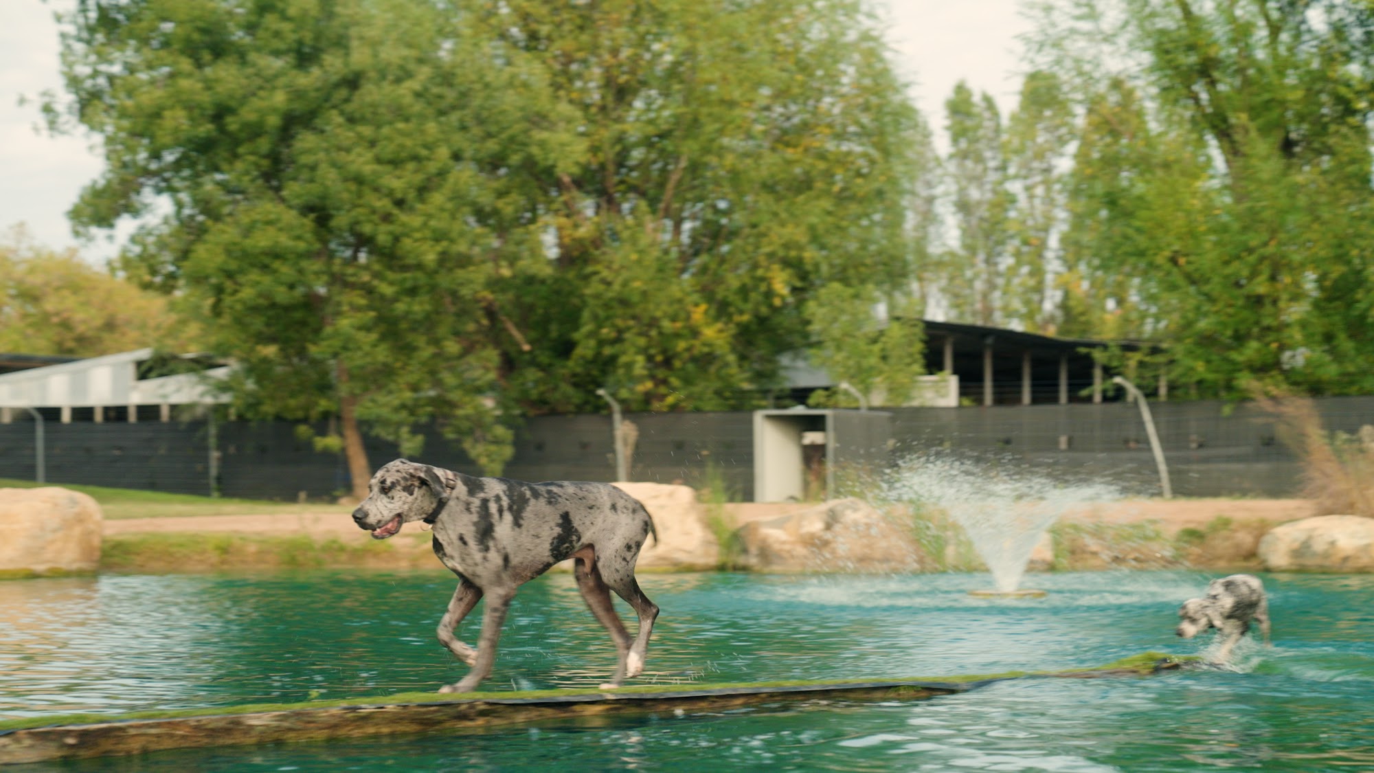Four Paws Resort Pialligo
