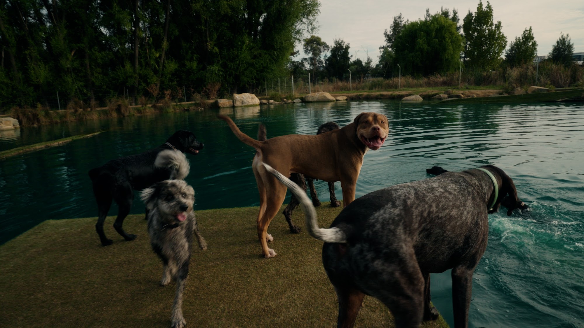 Four Paws Resort Pialligo