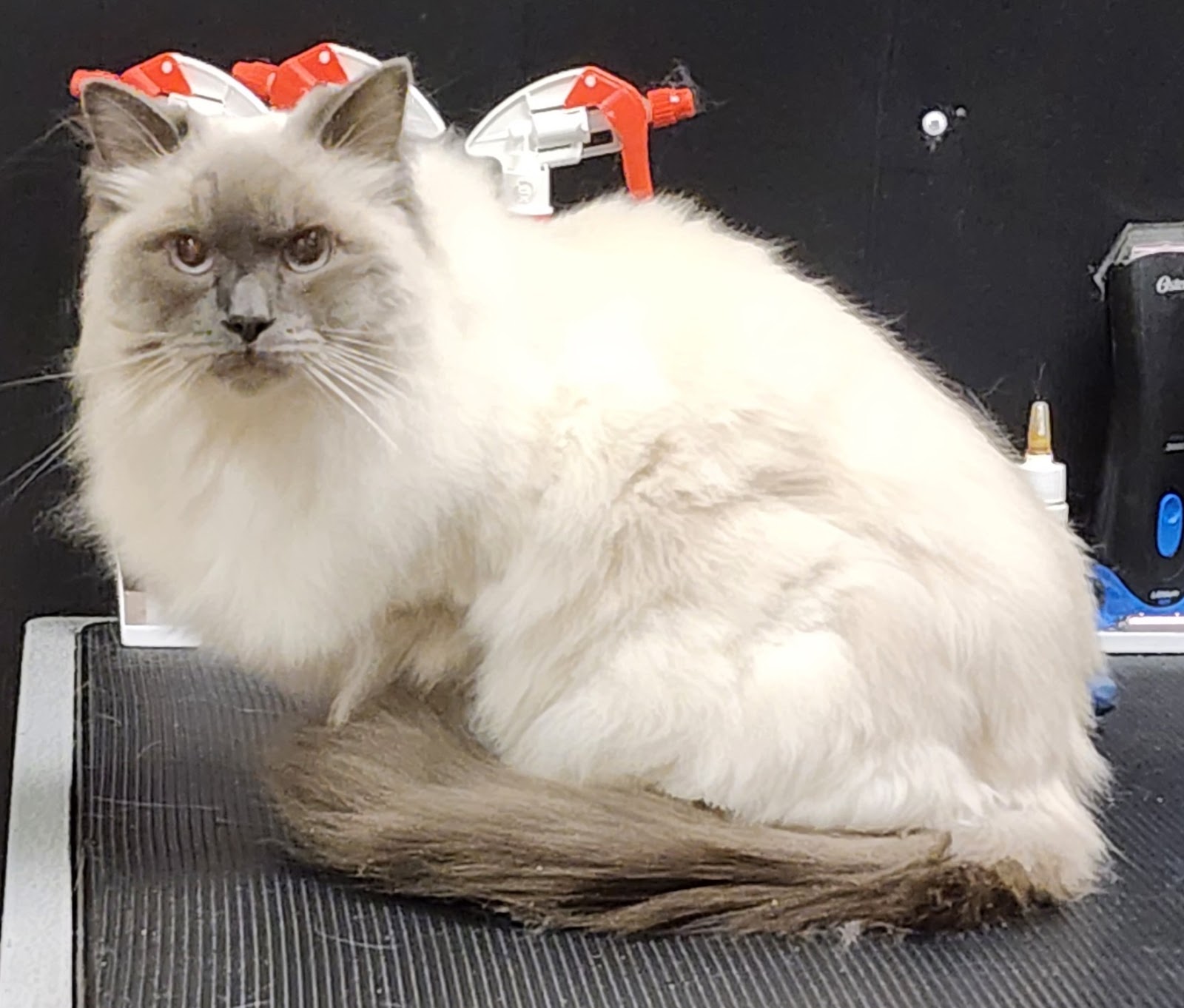 Ava & Archer Cat Grooming & Boarding Cattery — Pet Groomers