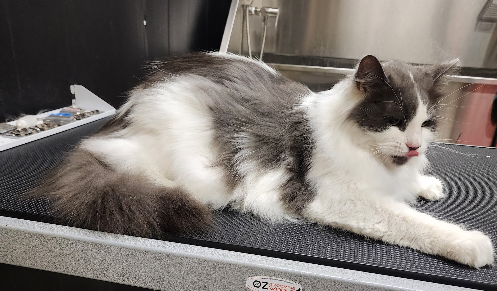 Ava & Archer Cat Grooming & Boarding Cattery