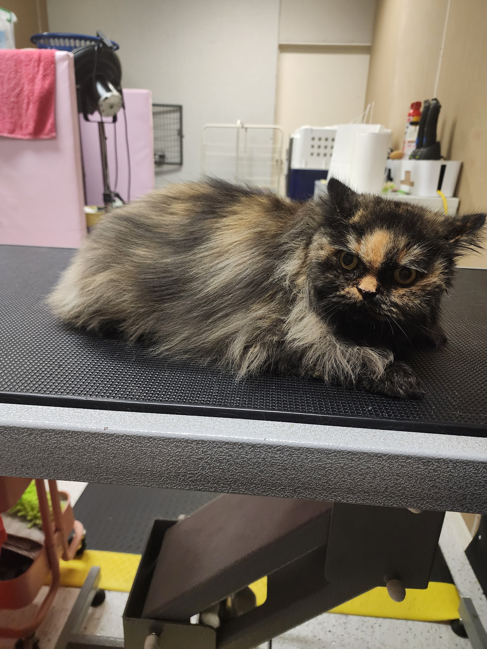 Ava & Archer Cat Grooming & Boarding Cattery