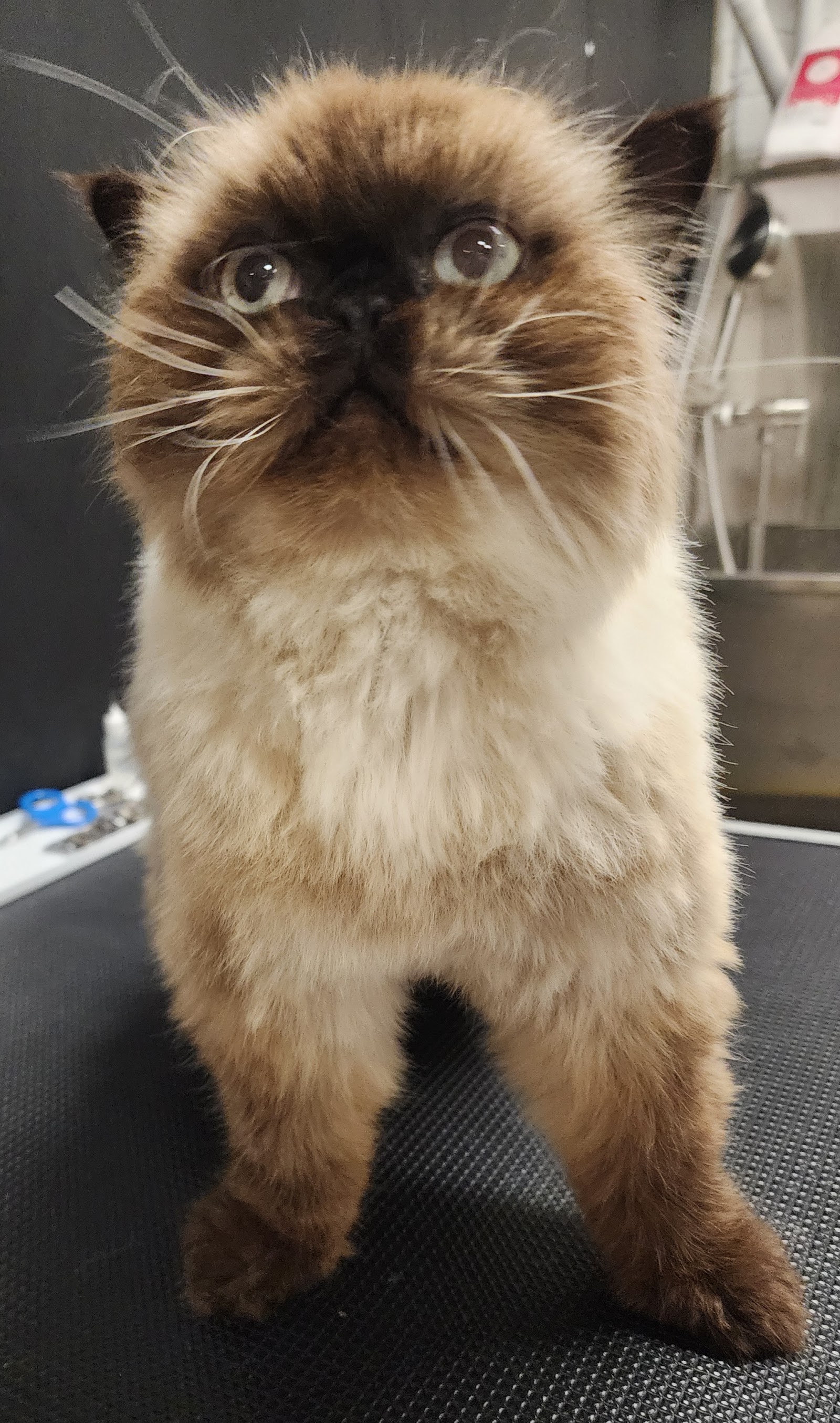 Ava & Archer Cat Grooming & Boarding Cattery