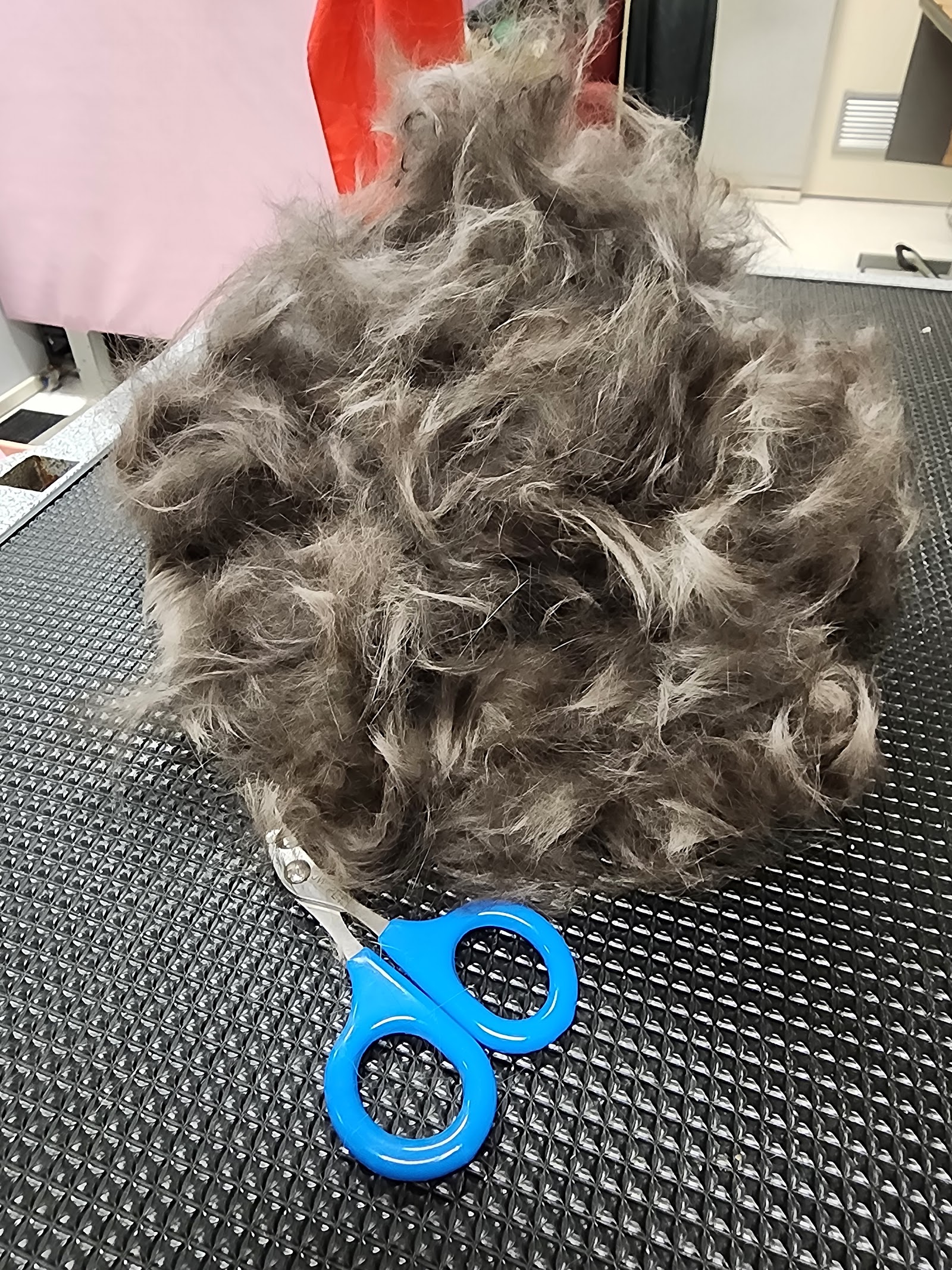 Ava & Archer Cat Grooming & Boarding Cattery