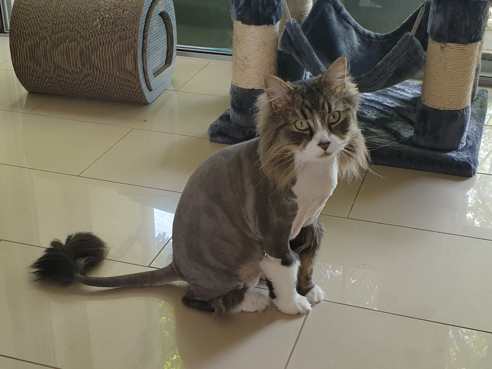 Ava & Archer Cat Grooming & Boarding Cattery