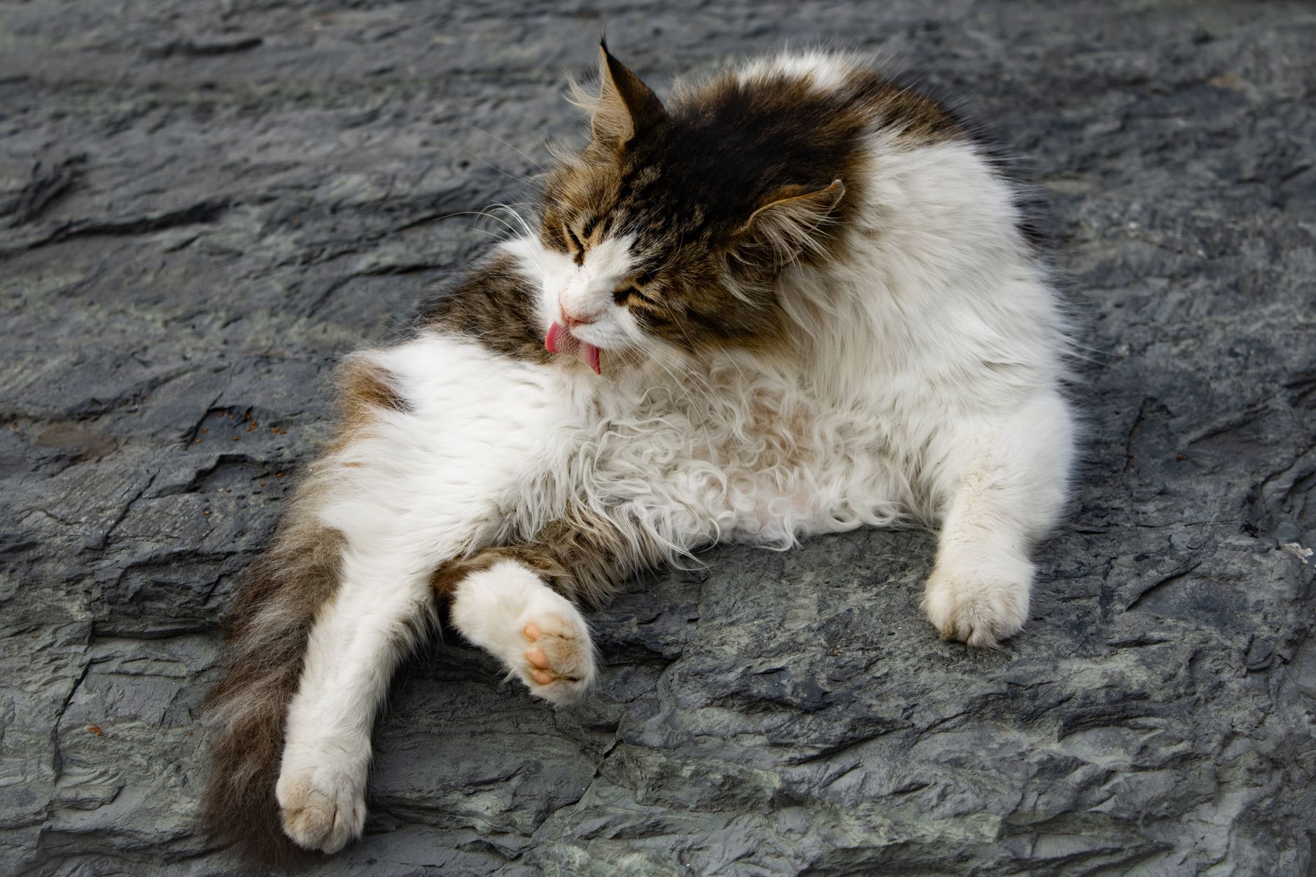 Ava & Archer Cat Grooming & Boarding Cattery