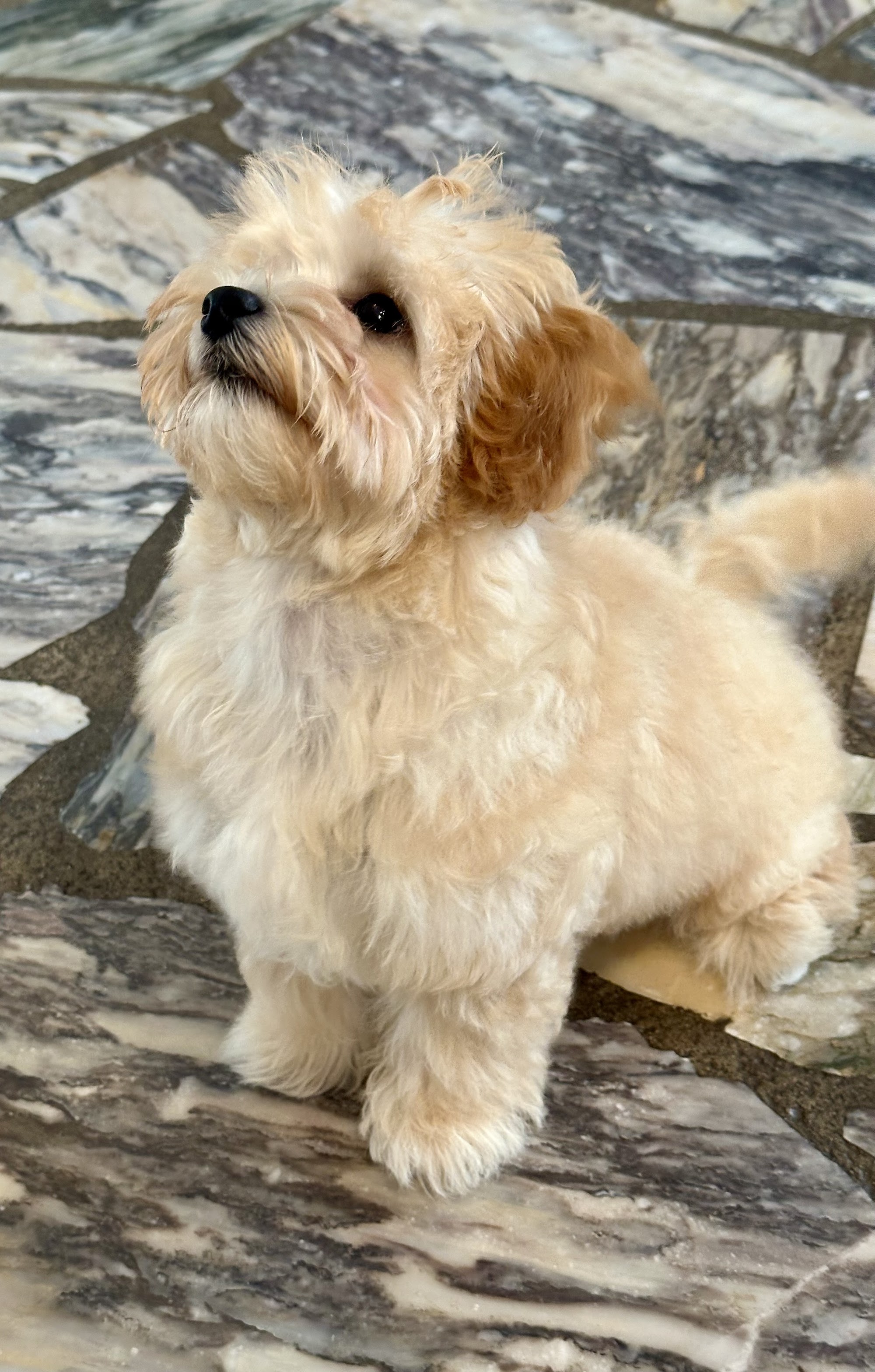 The Dawg Studio — Pet Groomers