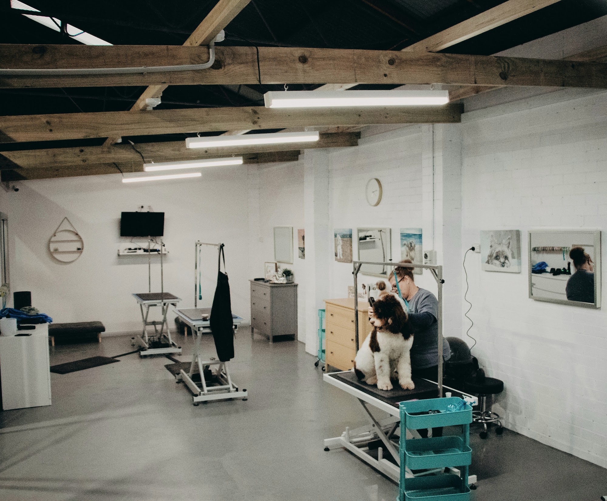 The Dawg Studio