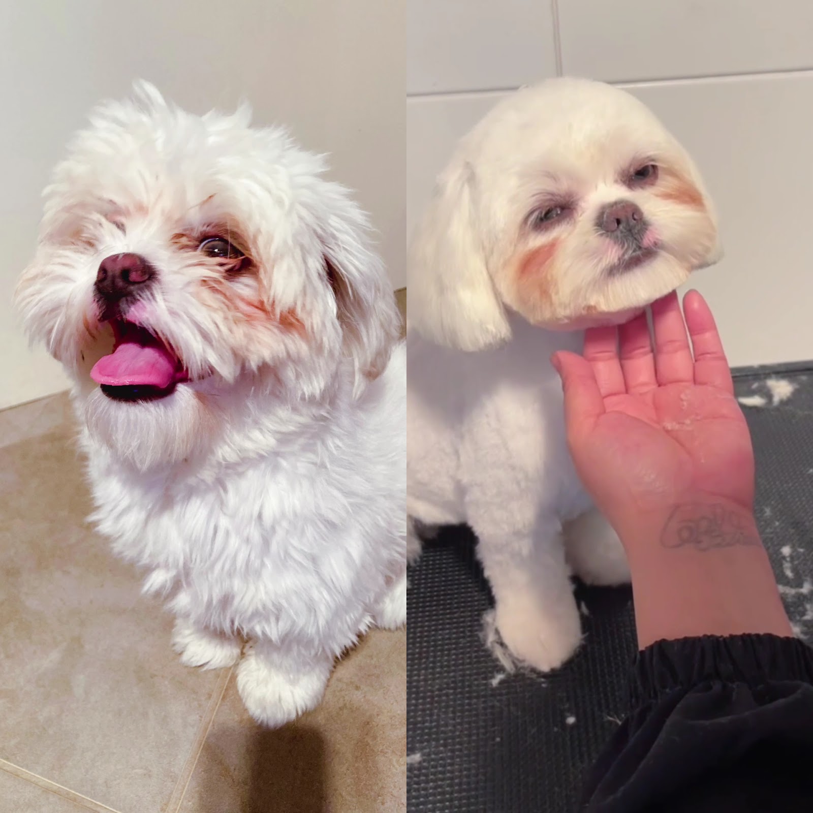 Lazzzypaws SPA Grooming Salon