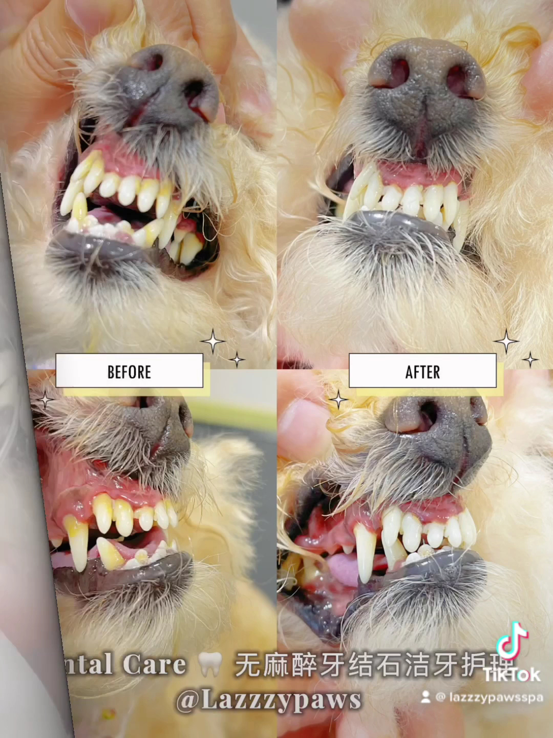 Lazzzypaws SPA Grooming Salon