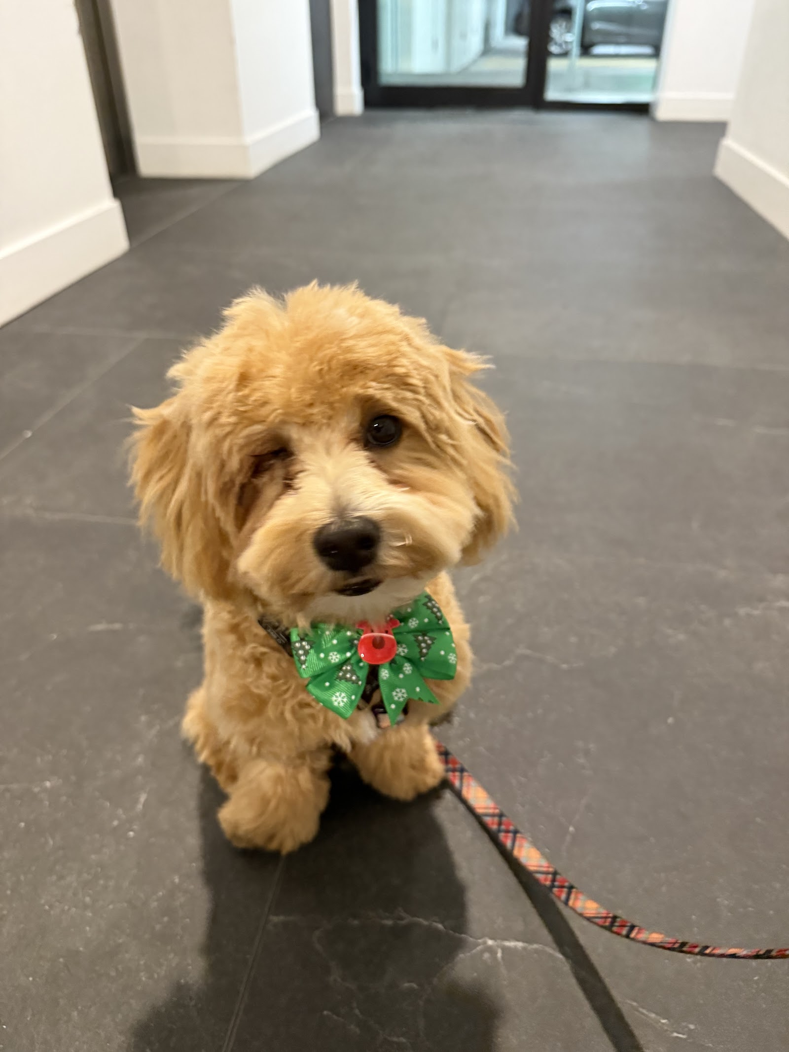 Lazzzypaws SPA Grooming Salon