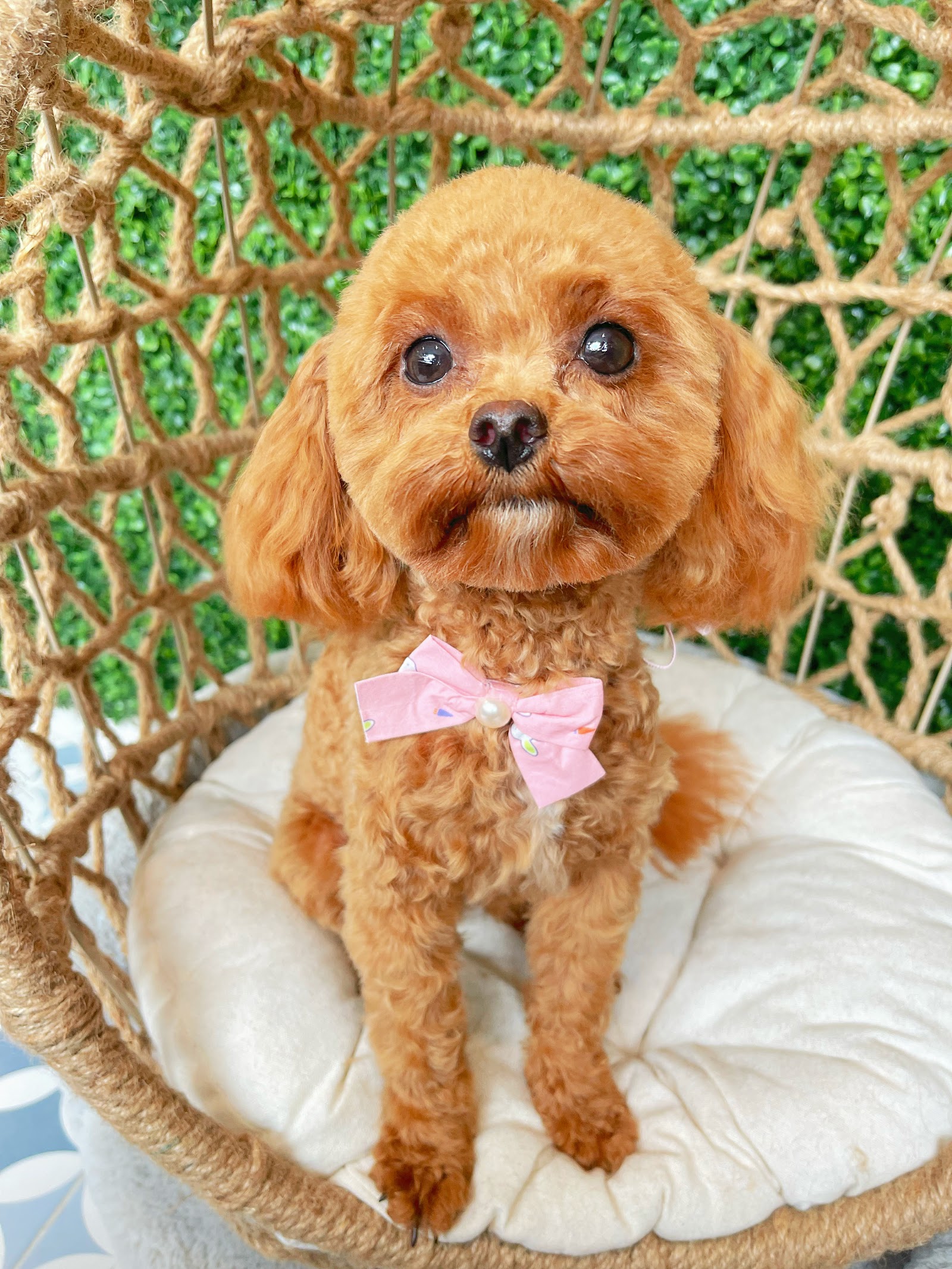Lazzzypaws SPA Grooming Salon