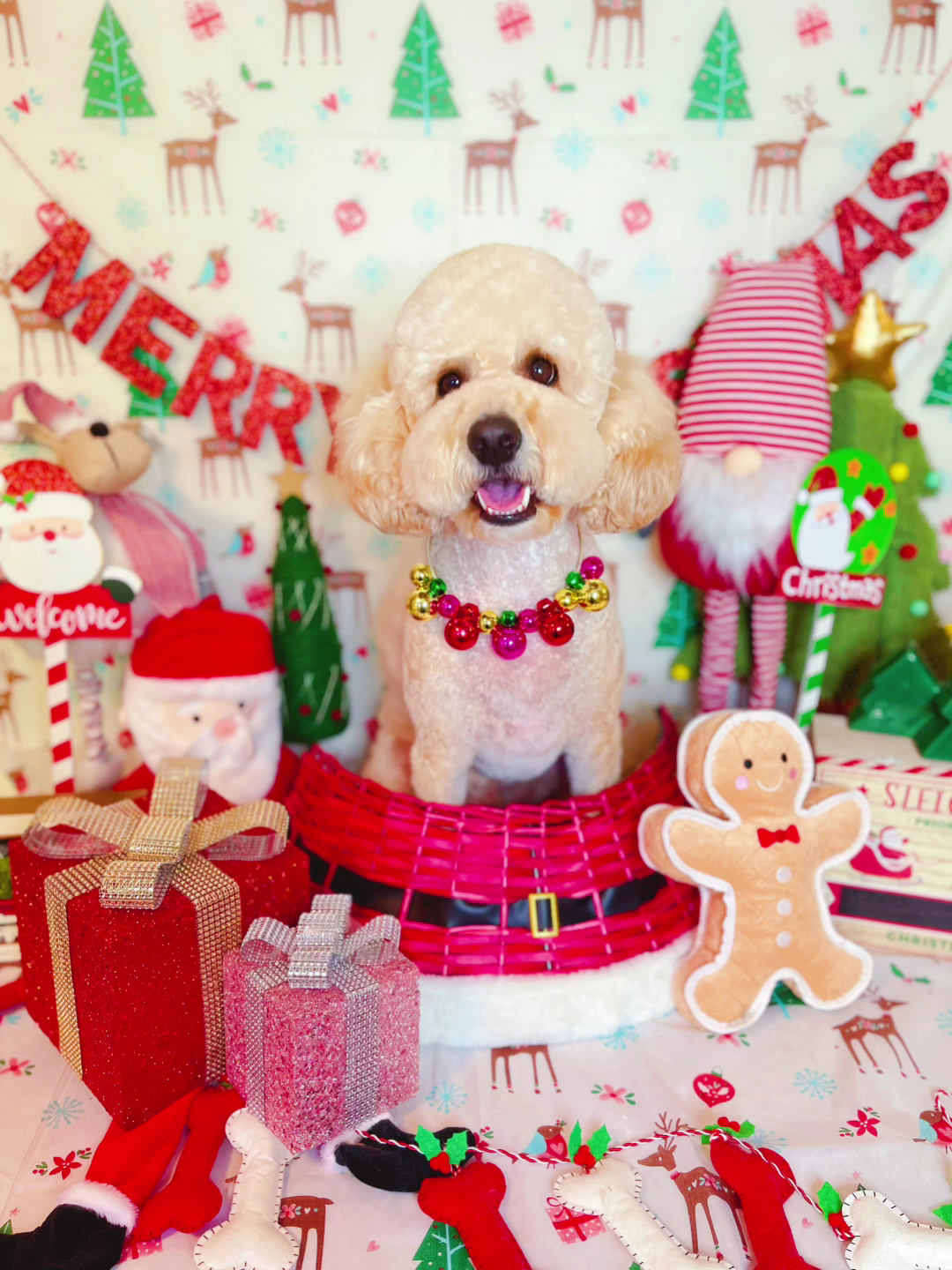 Lazzzypaws SPA Grooming Salon