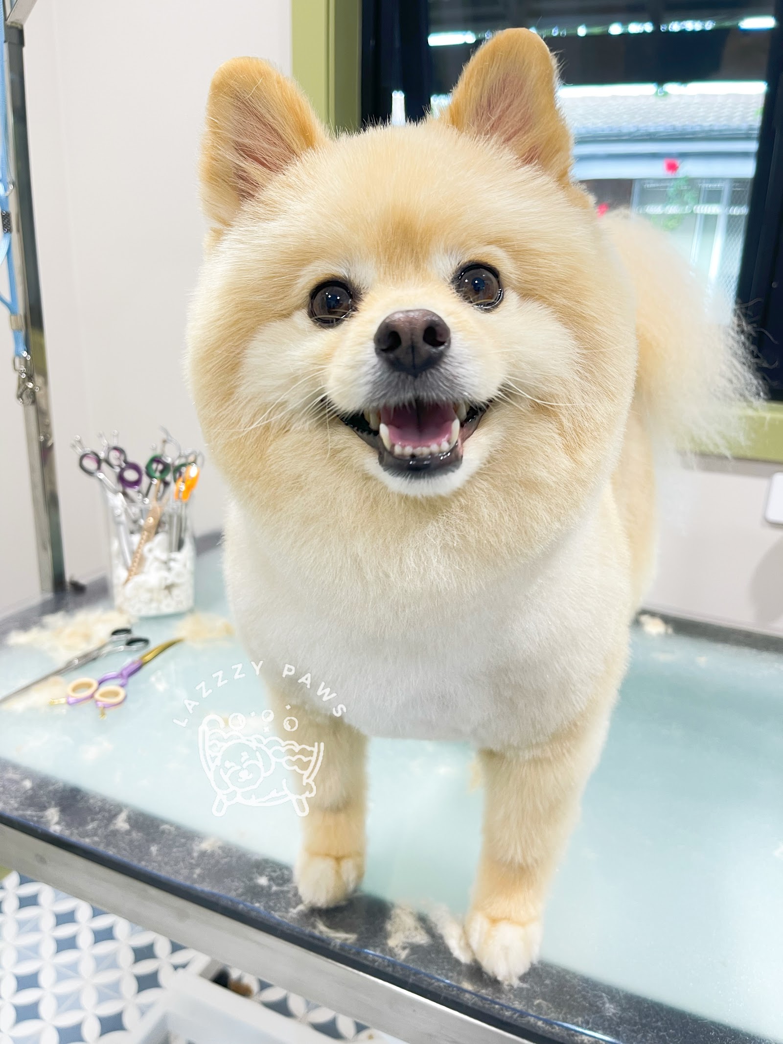 Lazzzypaws SPA Grooming Salon