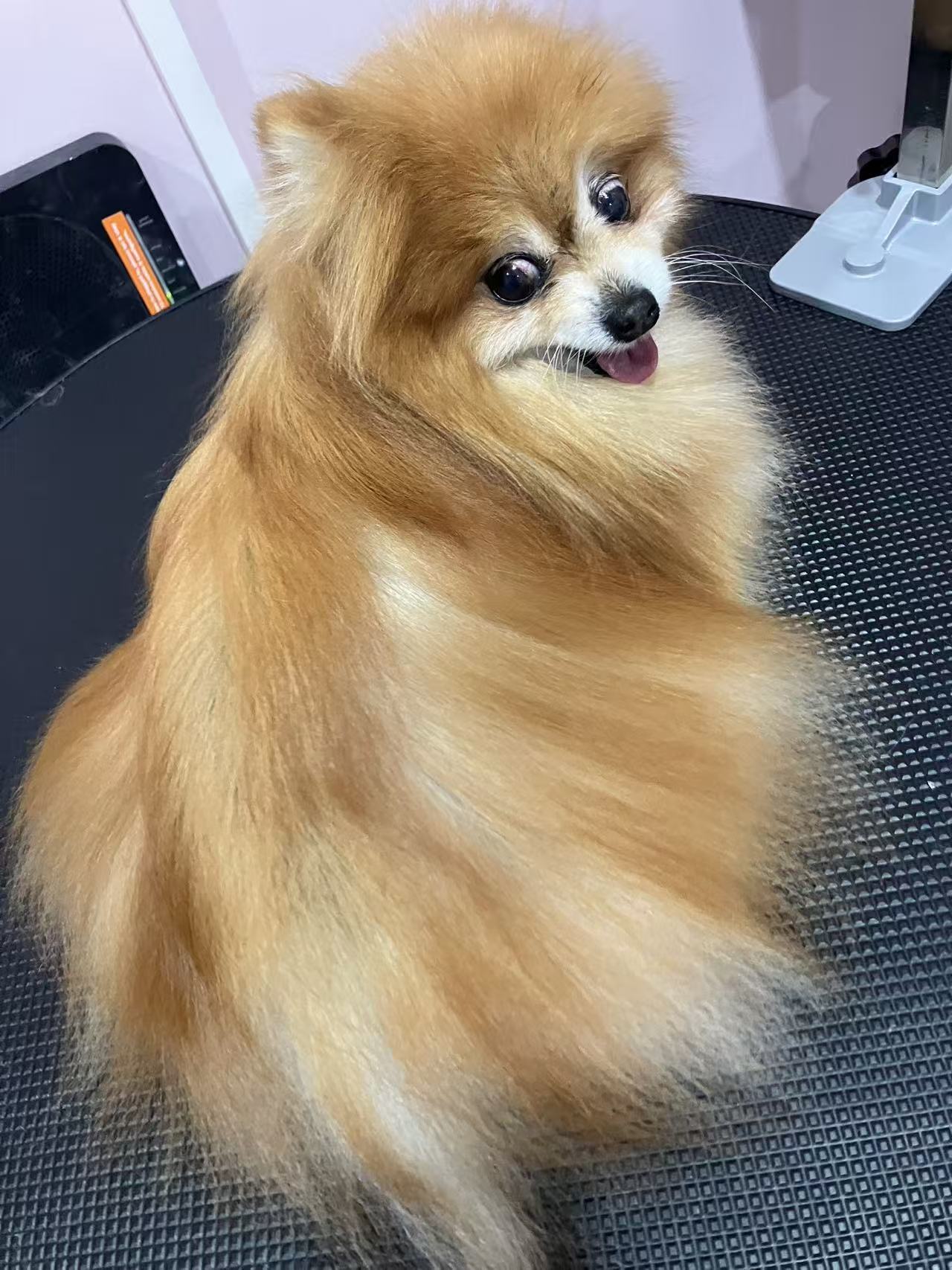 Petzone — Pet Groomers