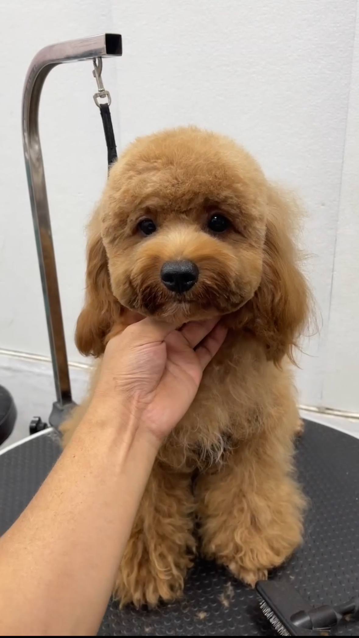 Petzone