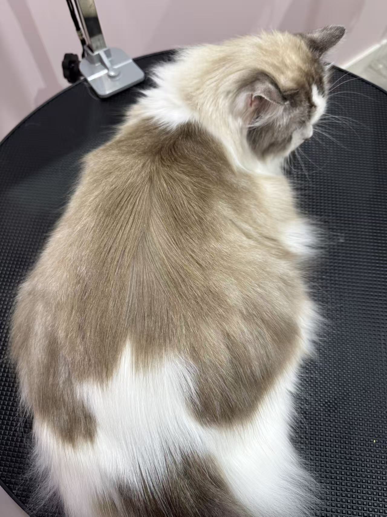 Petzone