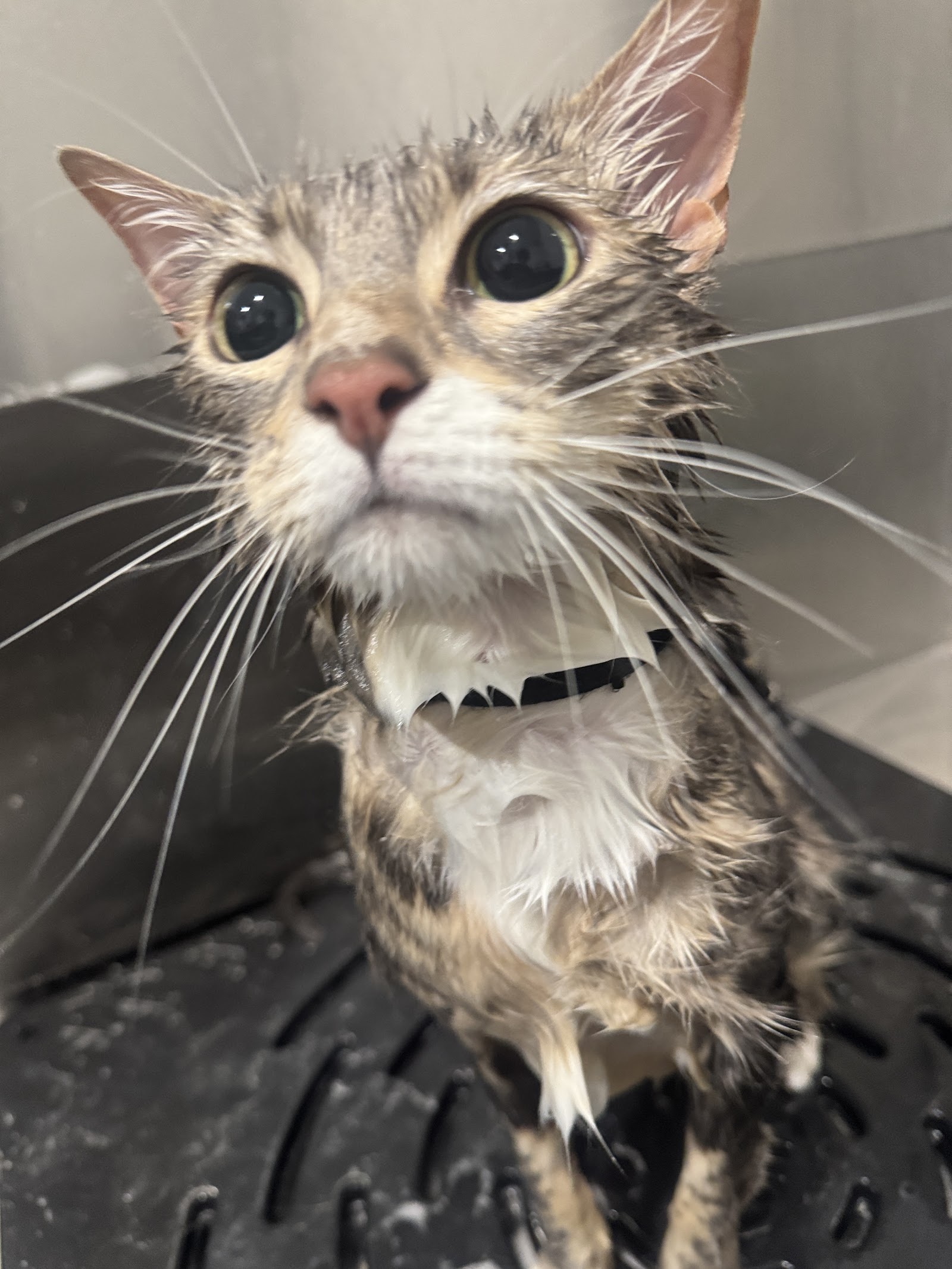 Petzone