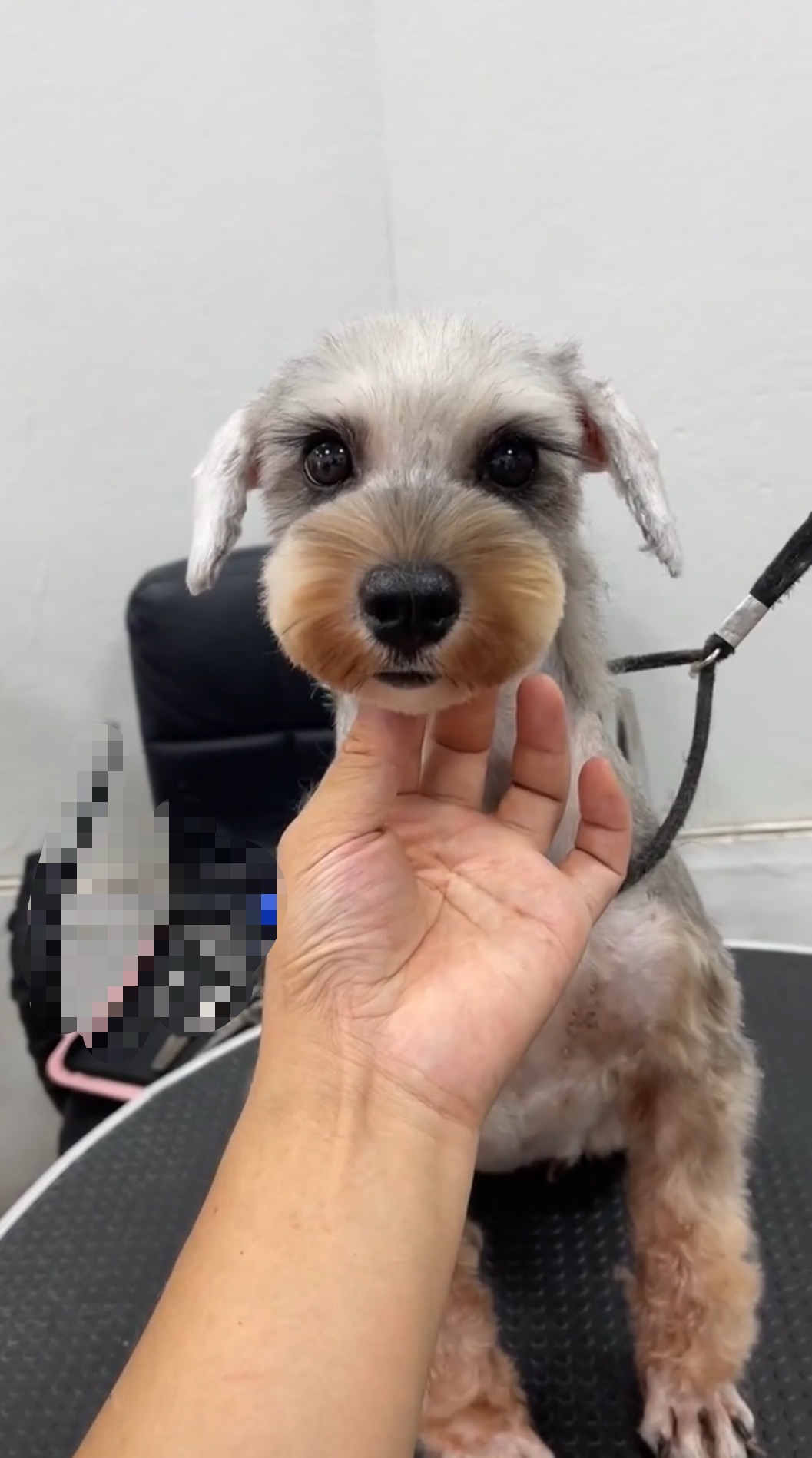Petzone