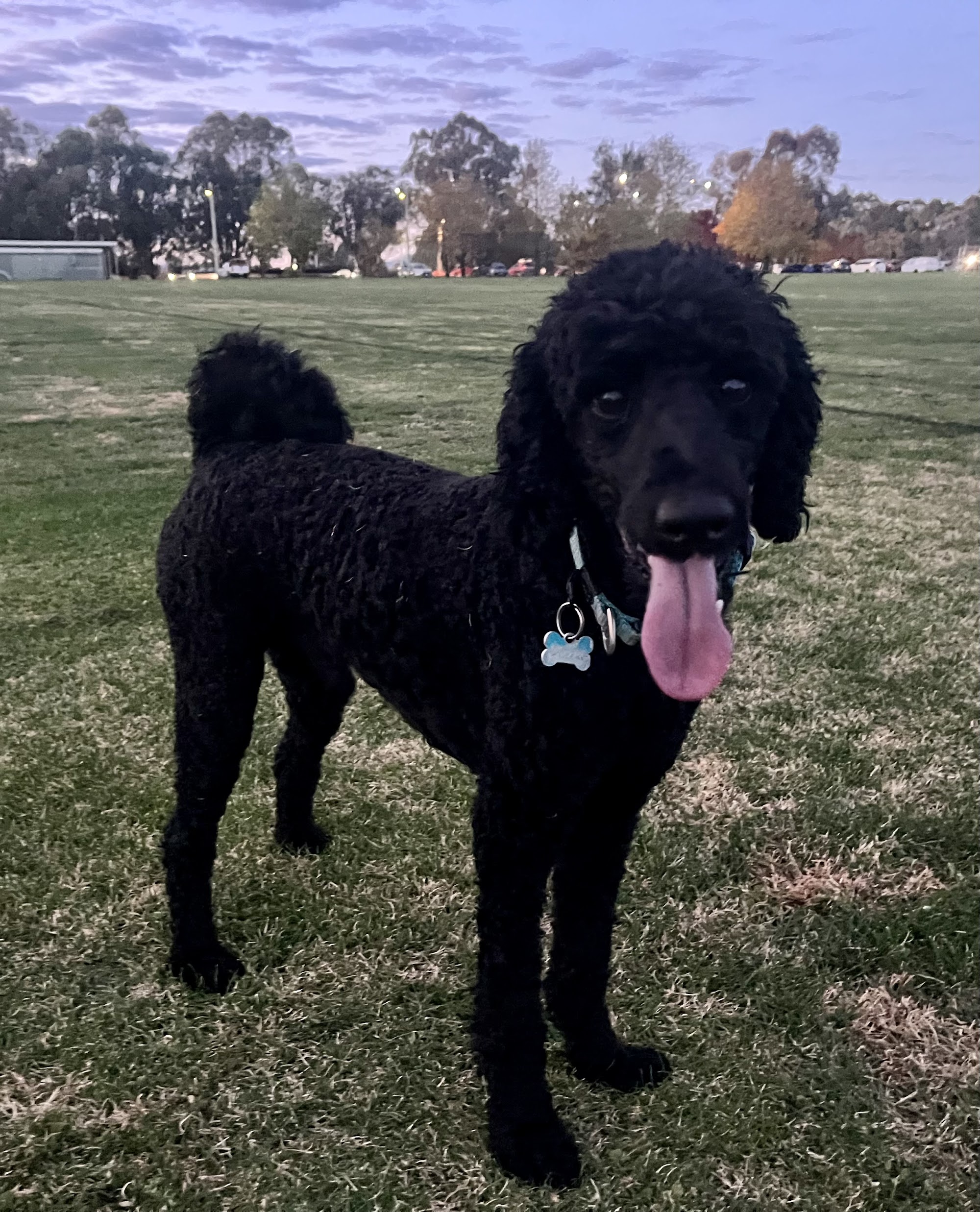 Petbarn Gungahlin