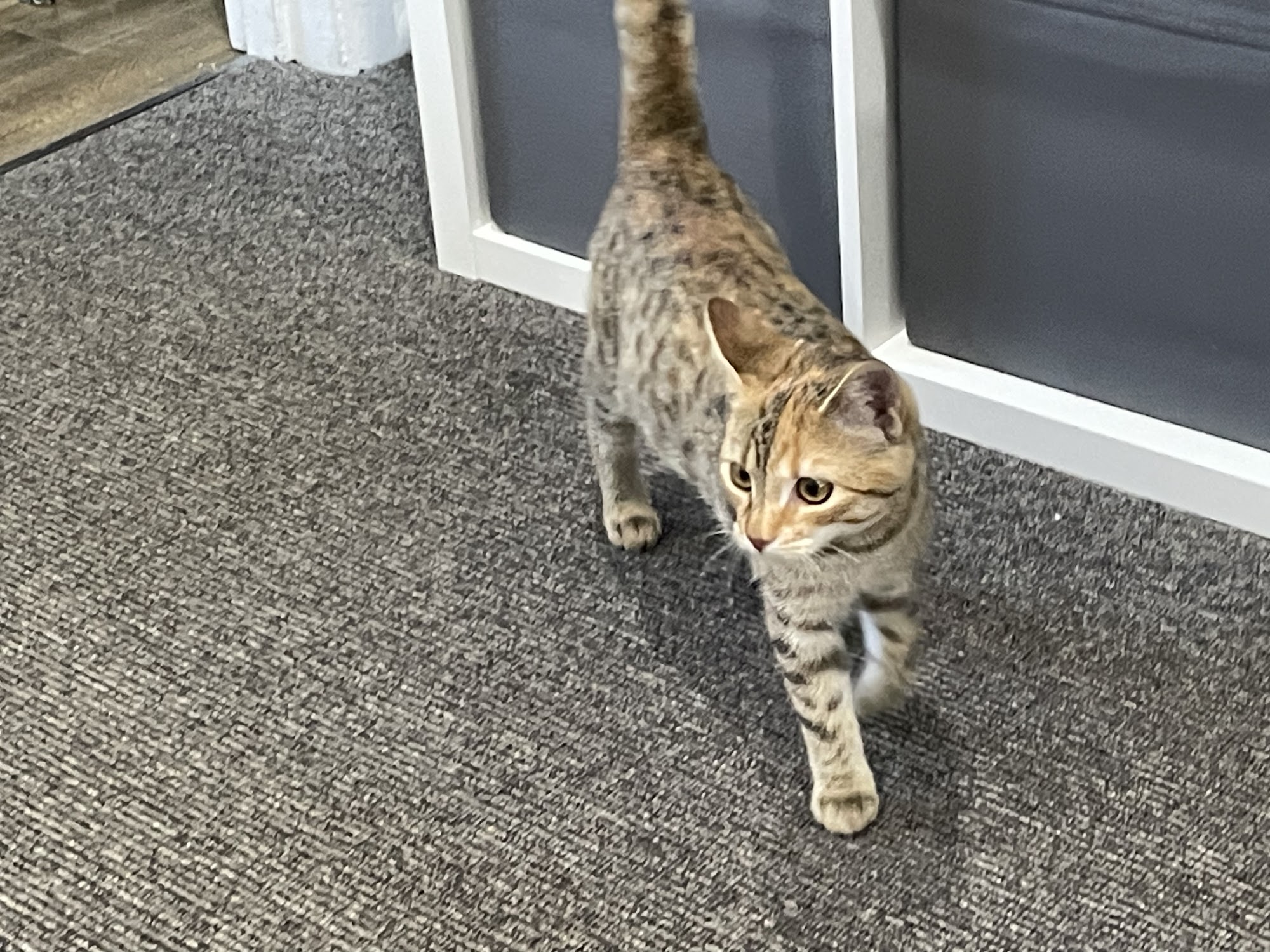 Petbarn Gungahlin
