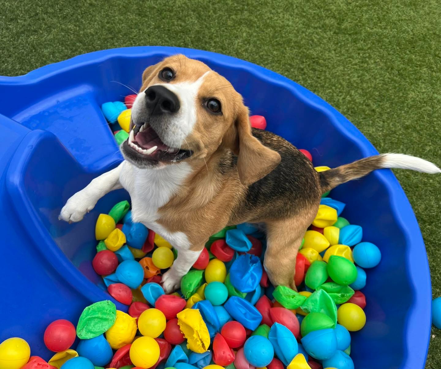 Dog's Day Out Doggy Daycare — Pet Groomers