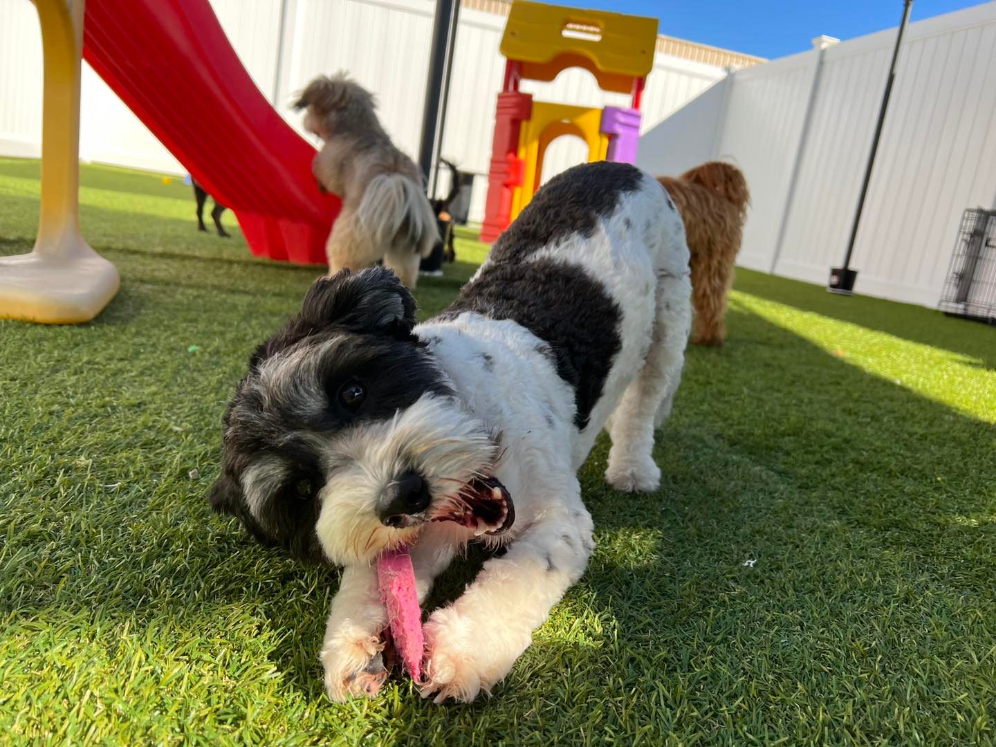 Dog's Day Out Doggy Daycare