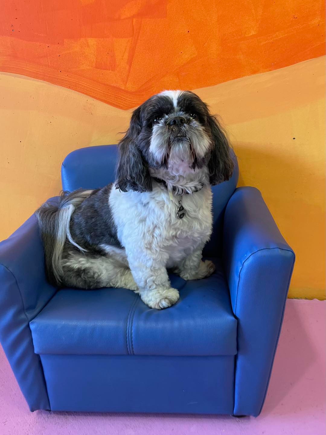 Dog's Day Out Doggy Daycare