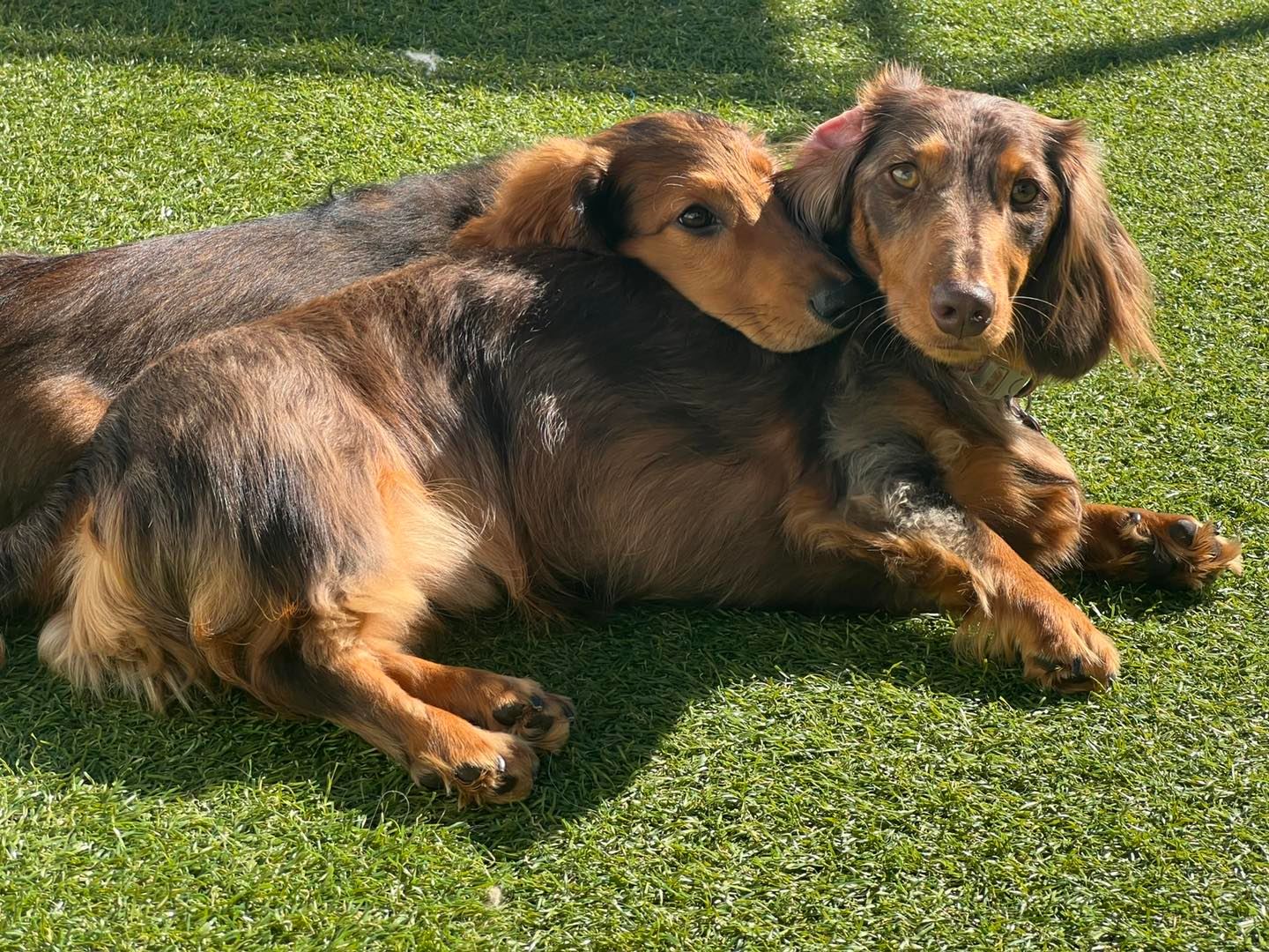 Dog's Day Out Doggy Daycare