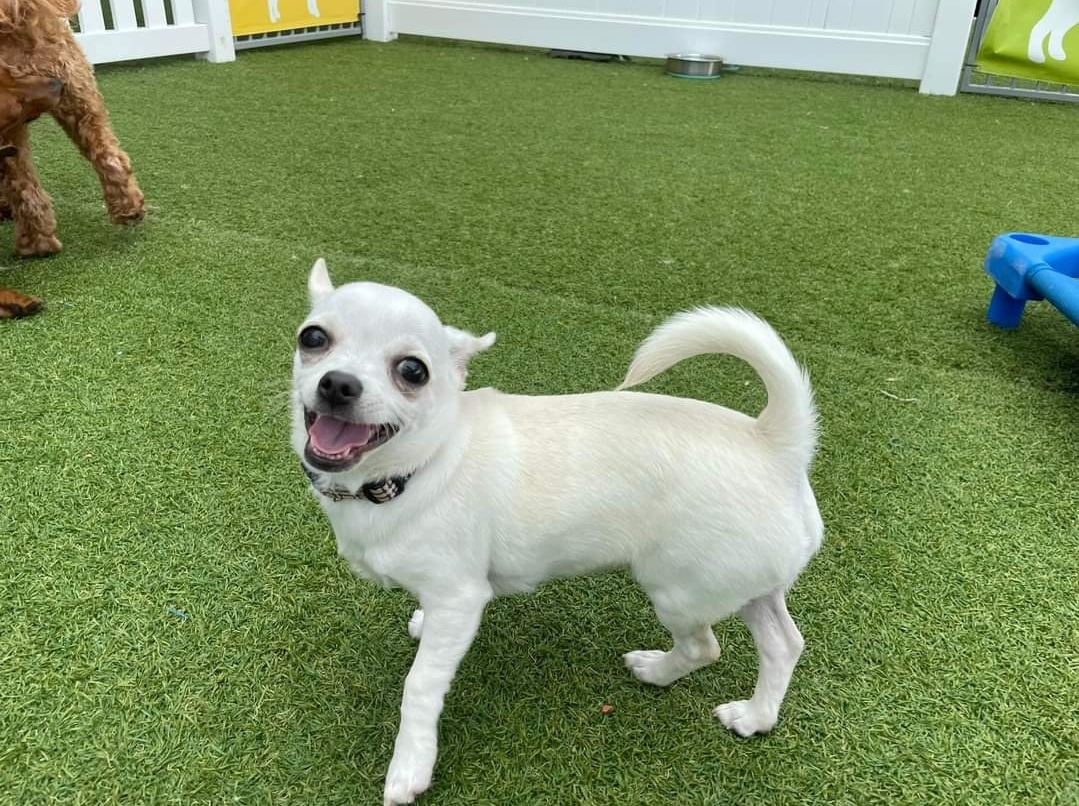 Dog's Day Out Doggy Daycare