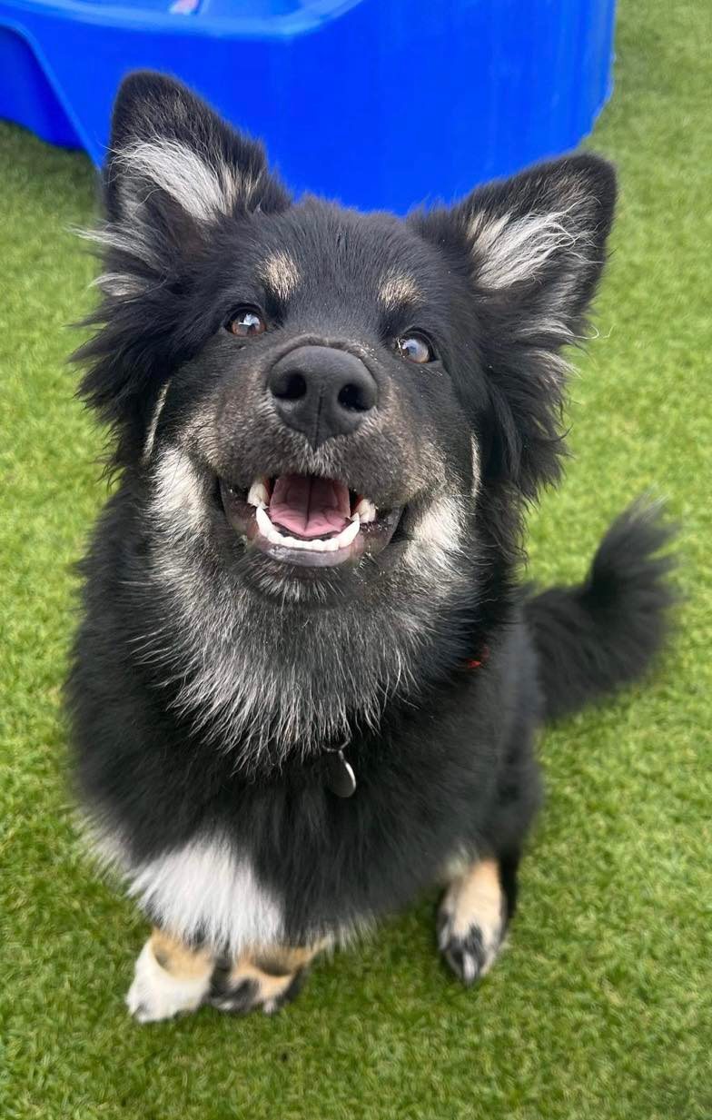 Dog's Day Out Doggy Daycare