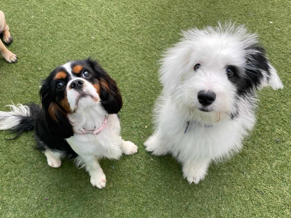 Dog's Day Out Doggy Daycare