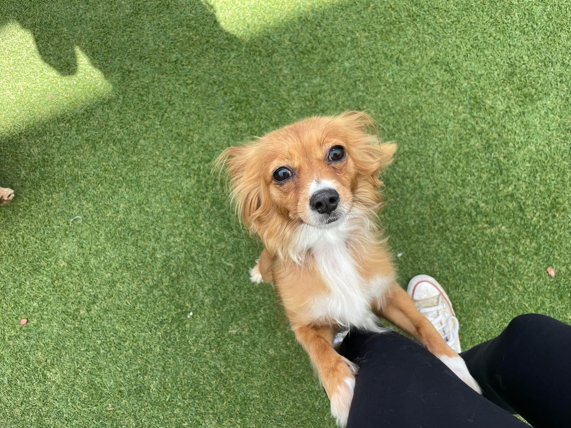 Dog's Day Out Doggy Daycare