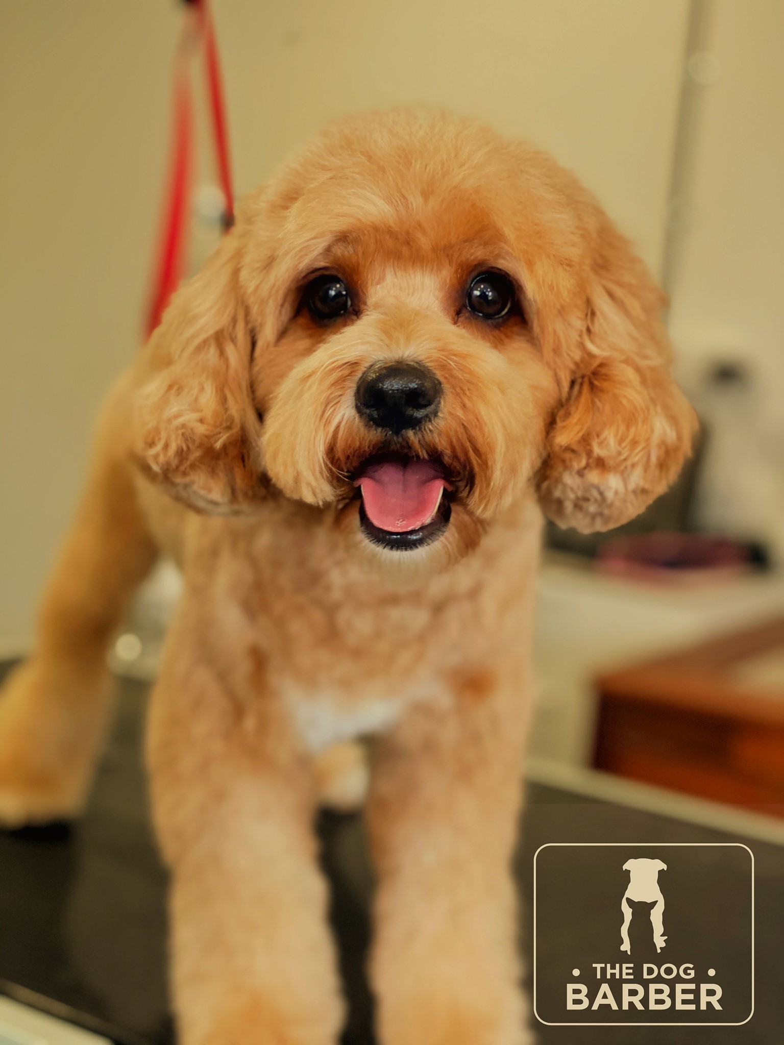 The Dog Barber — Pet Groomers