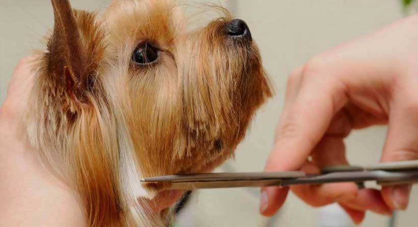 The Dog Barber