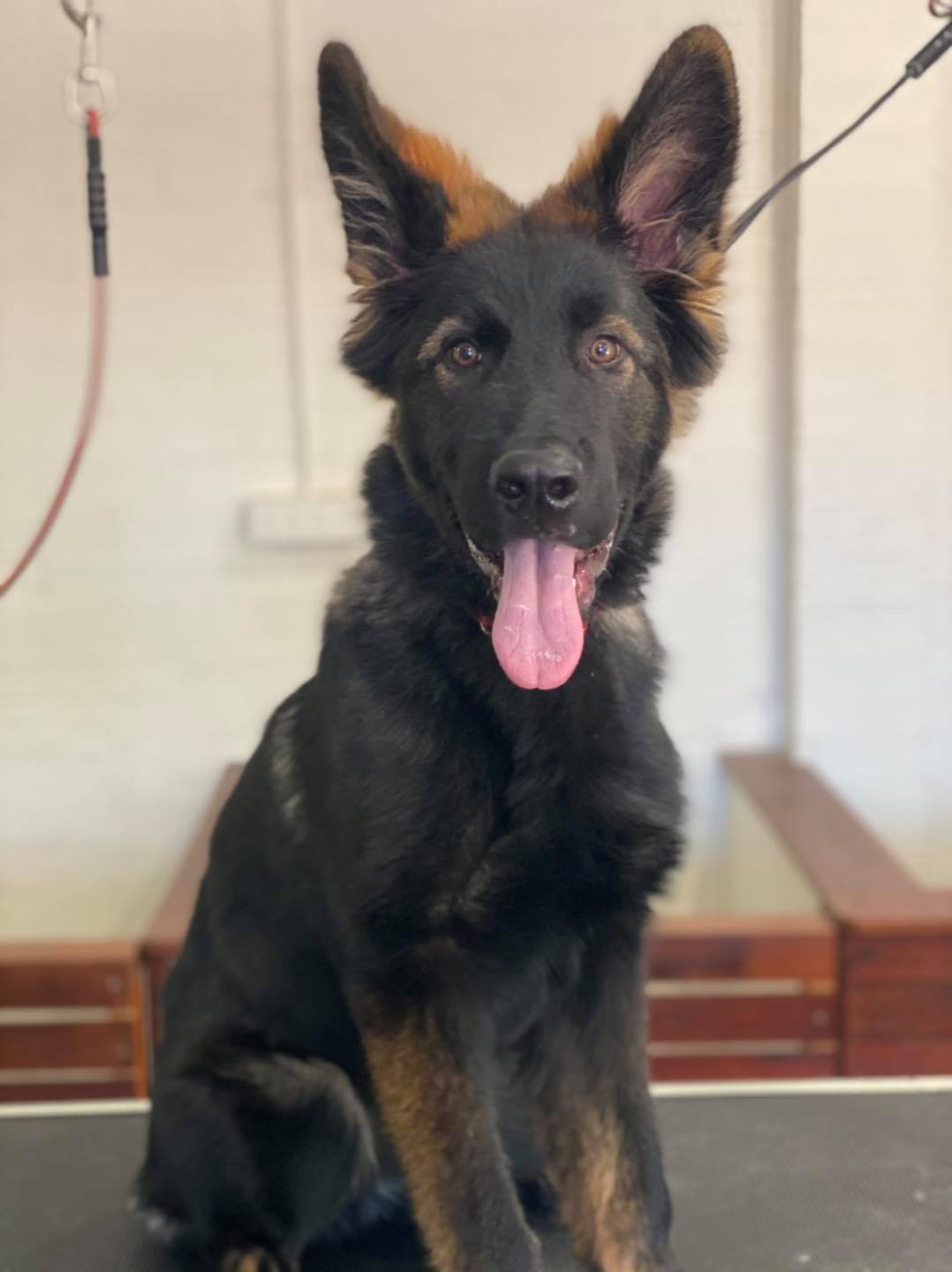 The Dog Barber