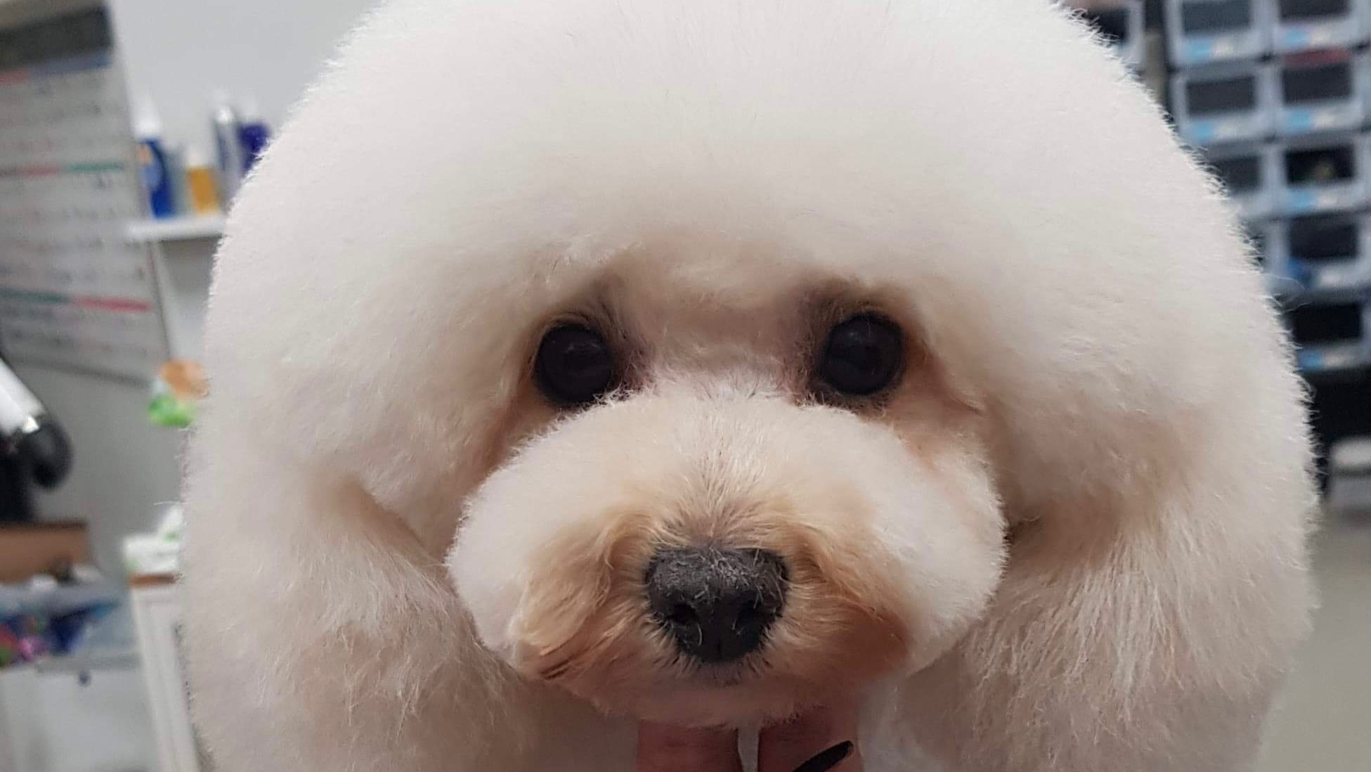 Central Bark Pet Styling — Pet Groomers