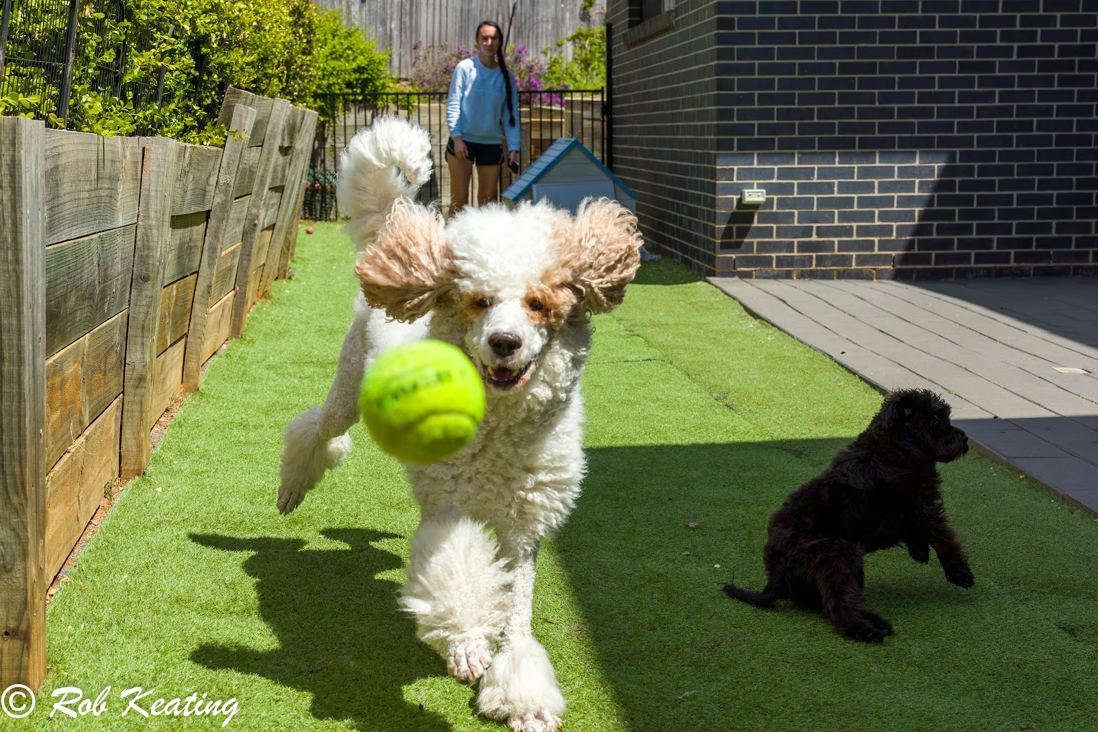 Strictly Paws — Pet Groomers
