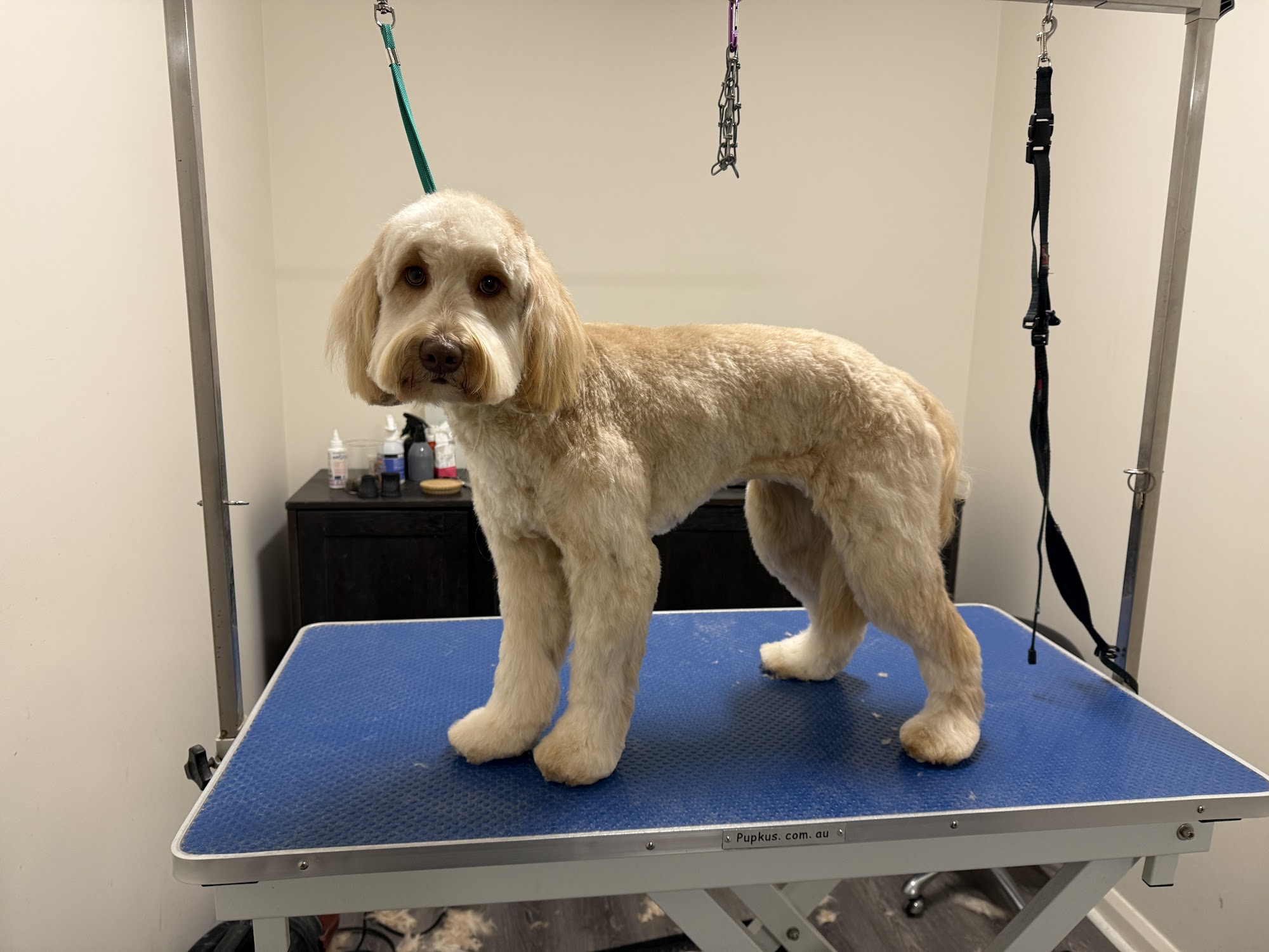 Happy Tails Grooming Canberra — Pet Groomers
