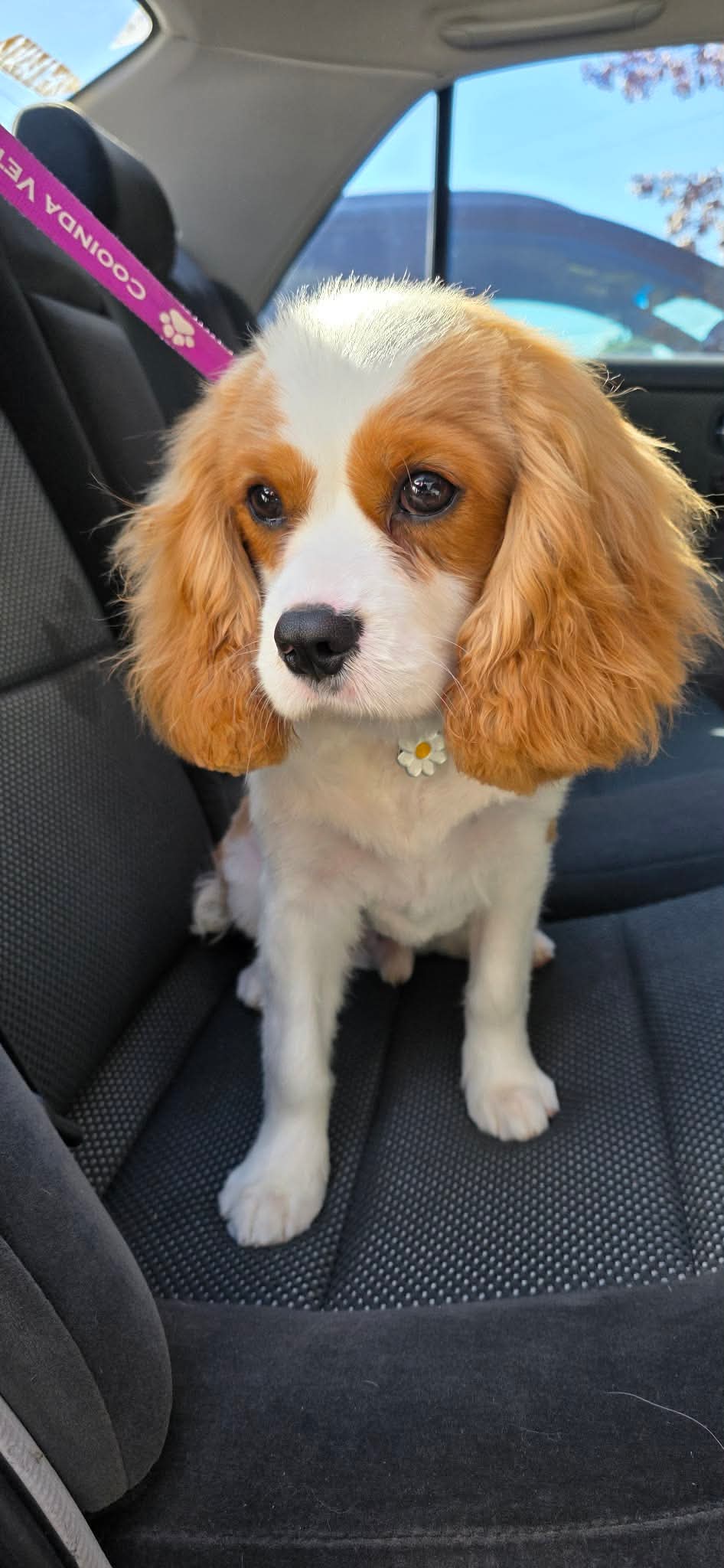 Happy Tails Grooming Canberra